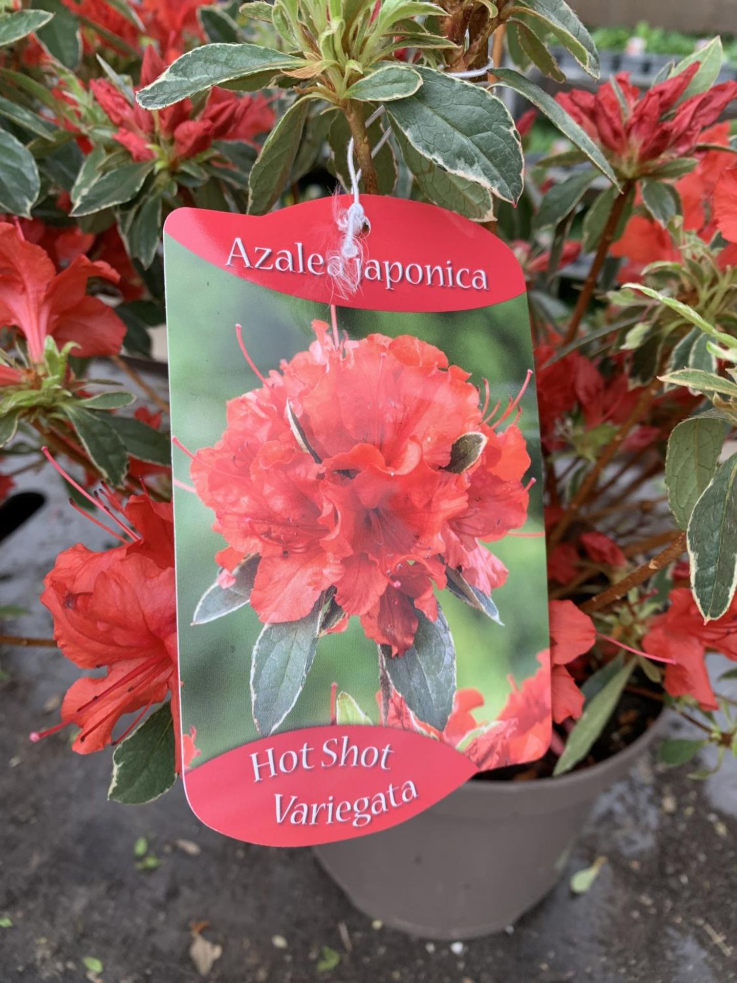 THREE AZALEA JAPONICA HOT SHOT VARIEGATA TO BE SOLD FOR THE THREE PLUS VAT - Bild 4 aus 4