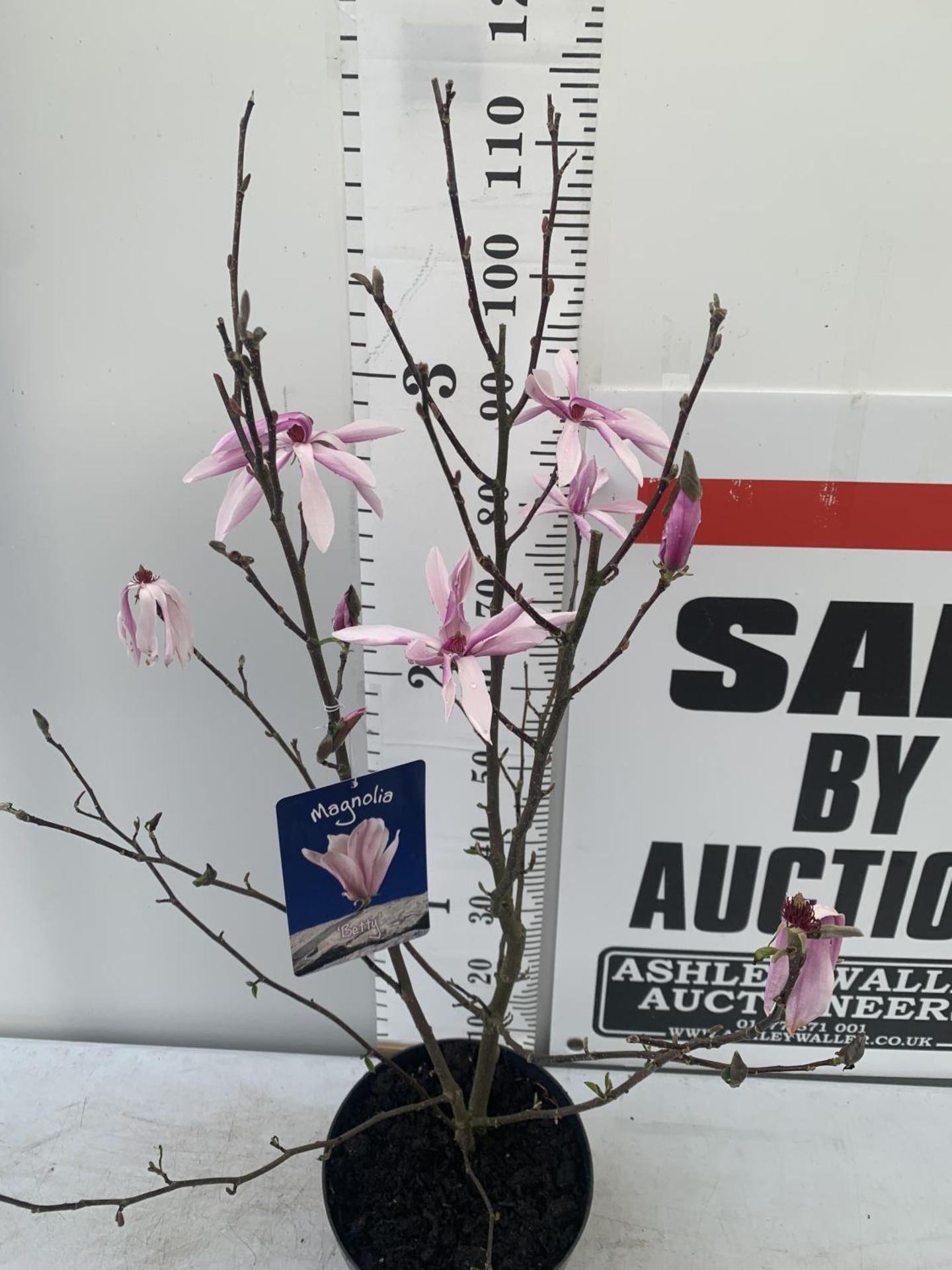 ONE MAGNOLIA 'BETTY' PINK IN A 7 LTR POT APPROX 120CM IN HEIGHT PLUS VAT - Image 2 of 5