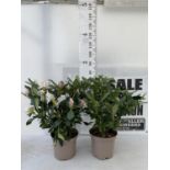 TWO LARGE RHODODENDRONS CUNNINGHAM'S WHITE IN 7.5 LTR POTS APPROX 70CM IN HEIGHT PLUS VAT TO BE SOLD