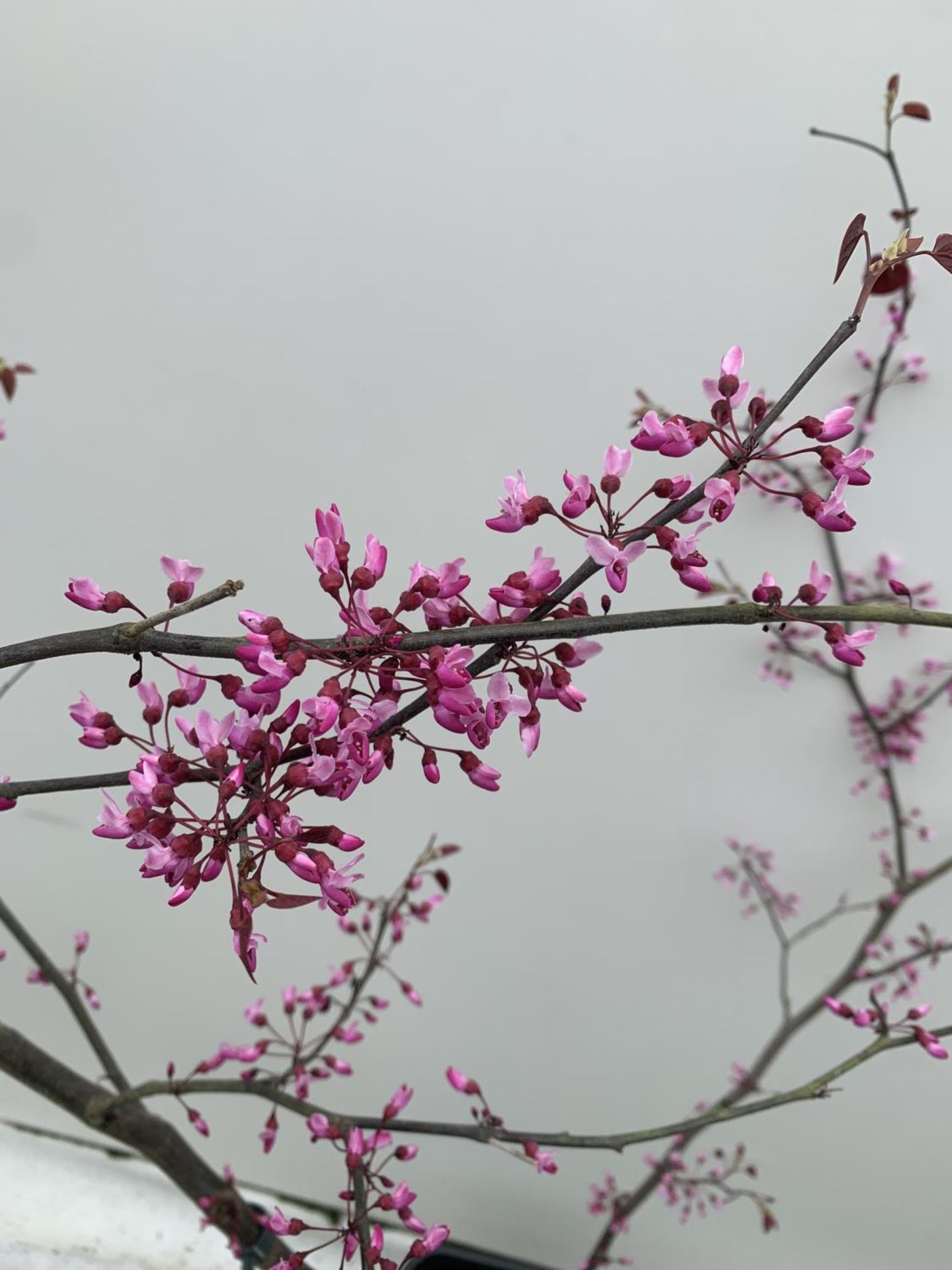 A CERCIS CANADENSIS CANADIAN REDBUD TREE IN PINK FLOWER OVER 2 METRES IN HEIGHT PLUS VAT IN A 7 - Bild 8 aus 8
