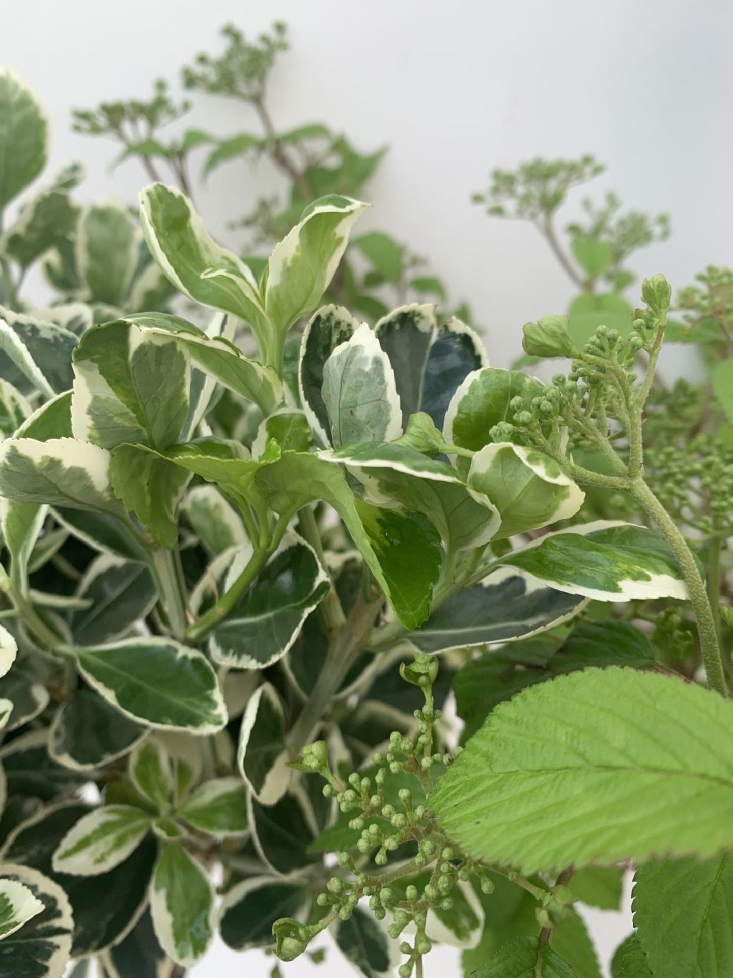 MIXED LOT OF ONE STANDARD VIBURNUM PLICATUM 'WATANBE' AND ONE EUONYMUS JAPONICUS 'KATHY' BOTH IN 3 - Image 7 of 7