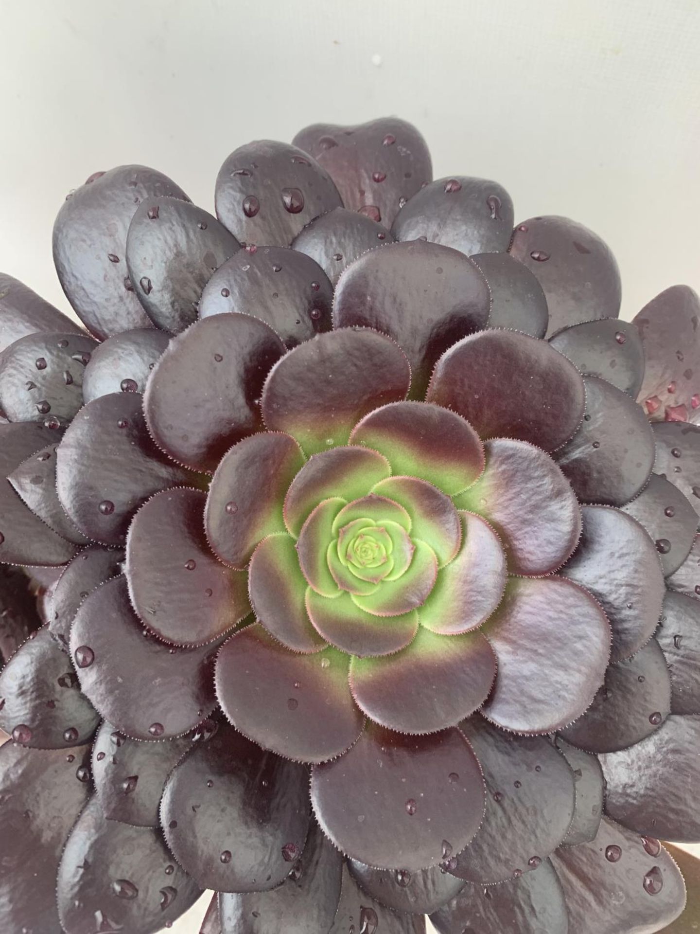 TWO AEONIUM ARBOREUM VELOURS IN 1 LTR POTS APPROX 30CM IN HEIGHT PLUS VAT TO BE SOLD FOR THE TWO - Image 5 of 5