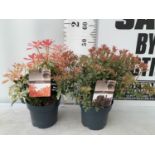 TWO PIERIS JAPONICA 'LITTLE HEATH' AND 'FOREST FLAME' IN 3 LTR POTS 50CM TALL PLUS VAT TO BE SOLD