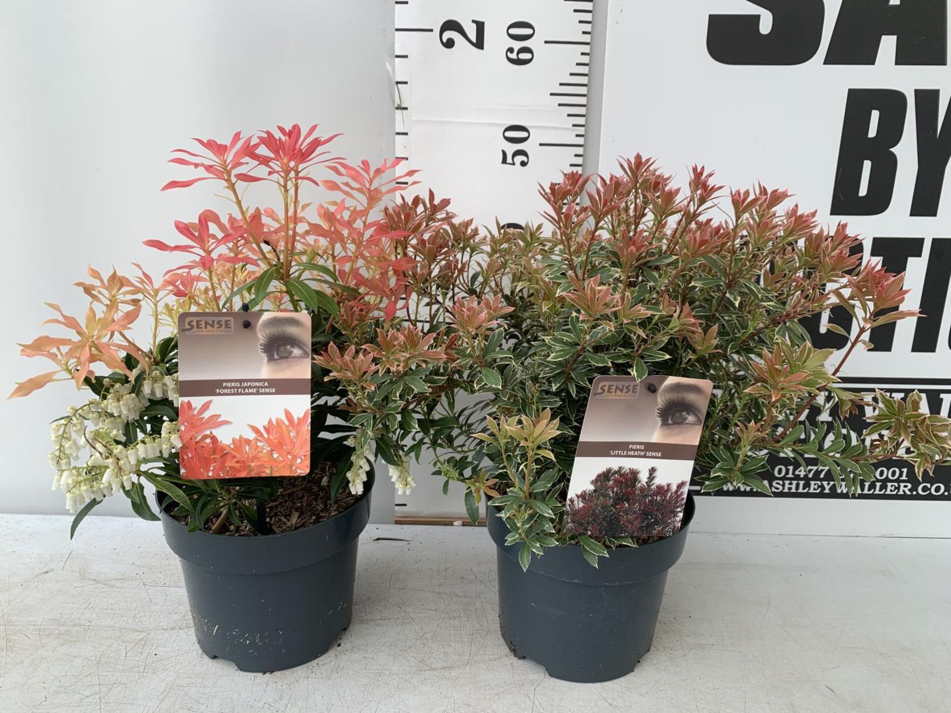 TWO PIERIS JAPONICA 'LITTLE HEATH' AND 'FOREST FLAME' IN 3 LTR POTS 50CM TALL PLUS VAT TO BE SOLD
