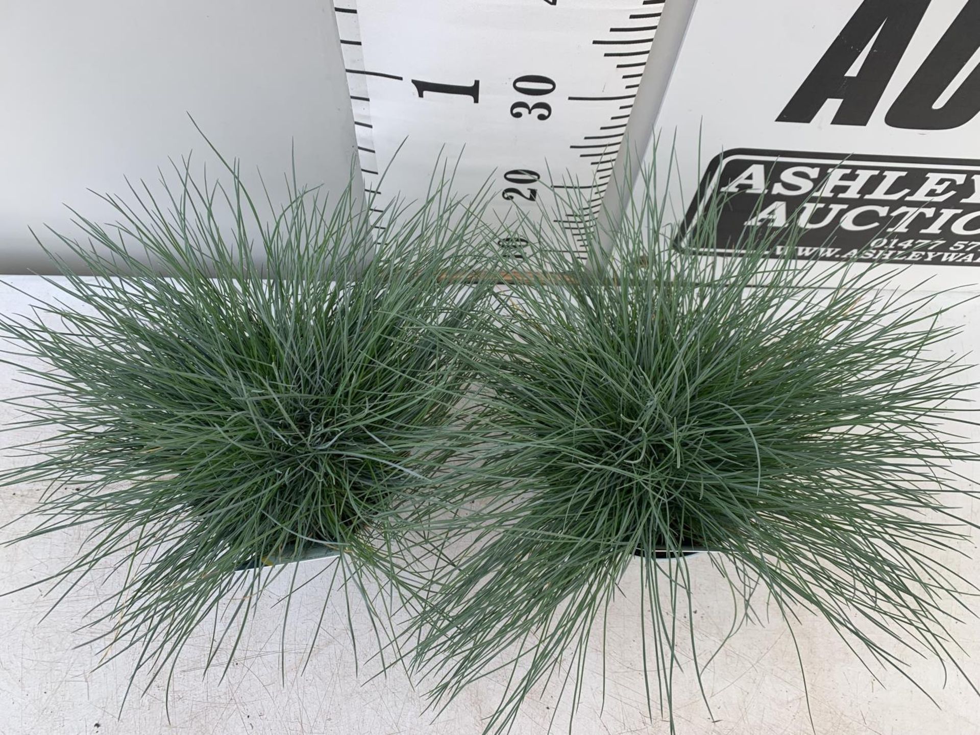 TWO FESTUCA GLAUCA 'INTENSE BLUE' ORNAMENTAL GRASSES IN 2 LTR POTS APPROX 35CM IN HEIGHT PLUS VAT TO - Image 2 of 4