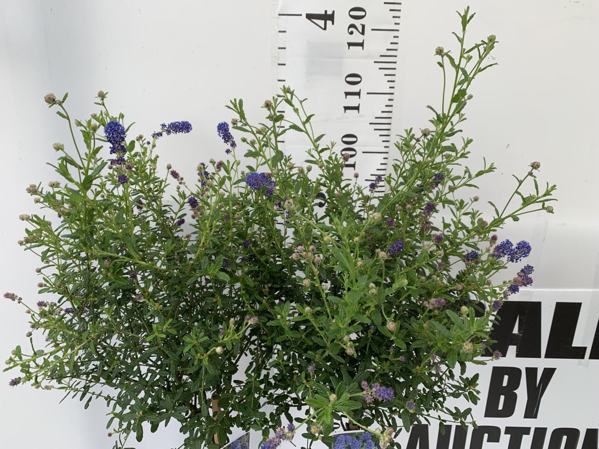 TWO CEANOTHUS STANDARD TREES 'CONCHA' IN FLOWER APPROX 120CM IN HEIGHT IN 3LTR POTS PLUS VAT TO BE - Image 2 of 4