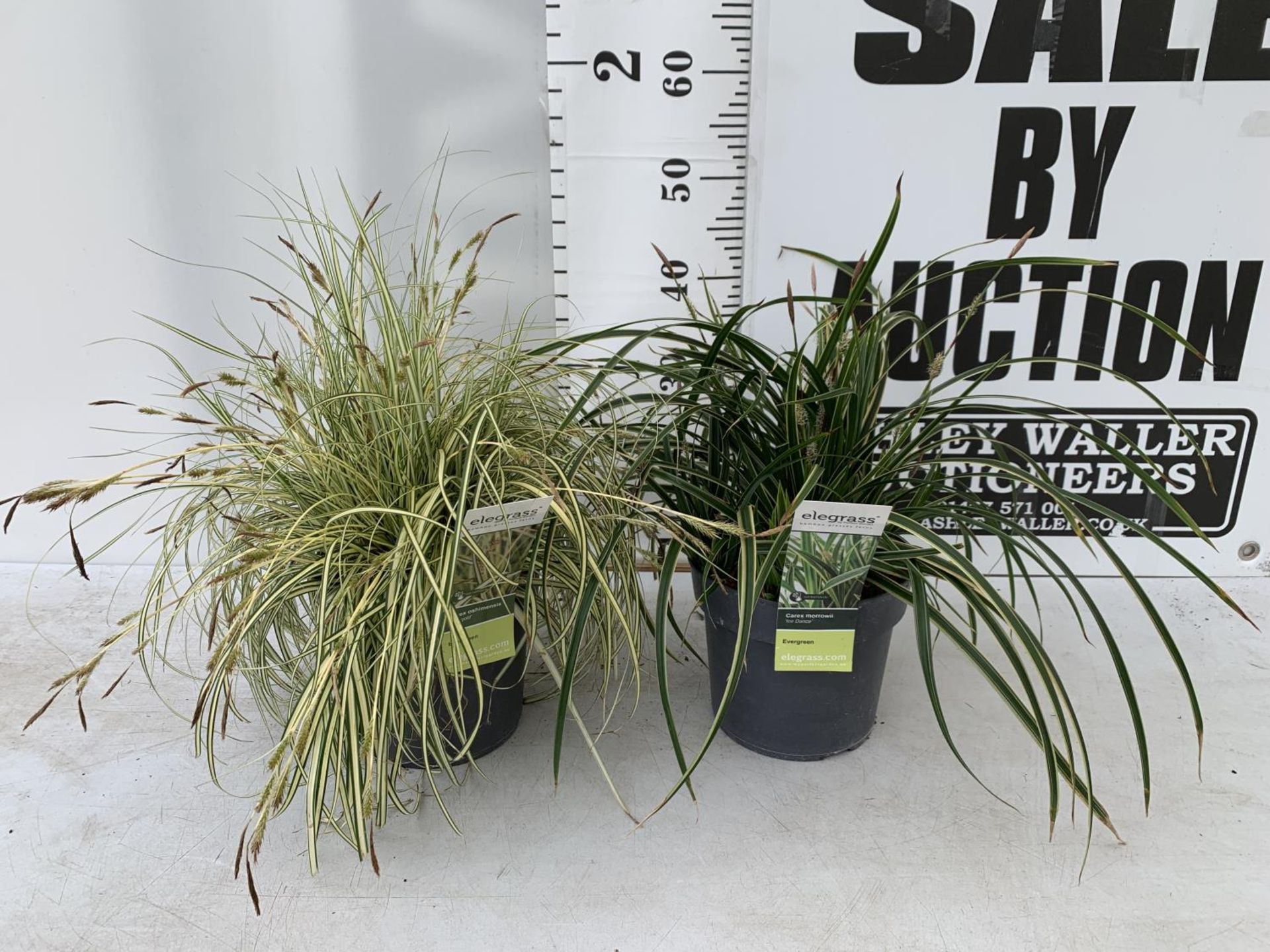 TWO HARDY ORNAMENTAL GRASSES CAREX 'EVERGOLD' AND MORROWII 'ICE DANCE' IN 3 LTR POTS APPROX 50CM