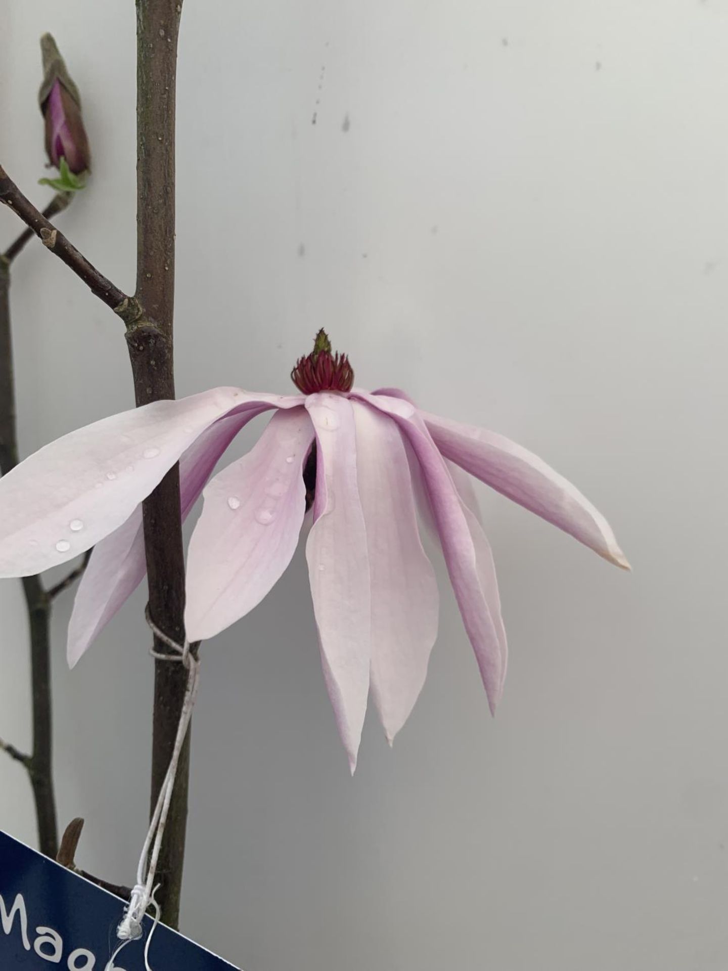 ONE MAGNOLIA 'BETTY' PINK IN A 7 LTR POT APPROX 120CM IN HEIGHT PLUS VAT - Image 6 of 6