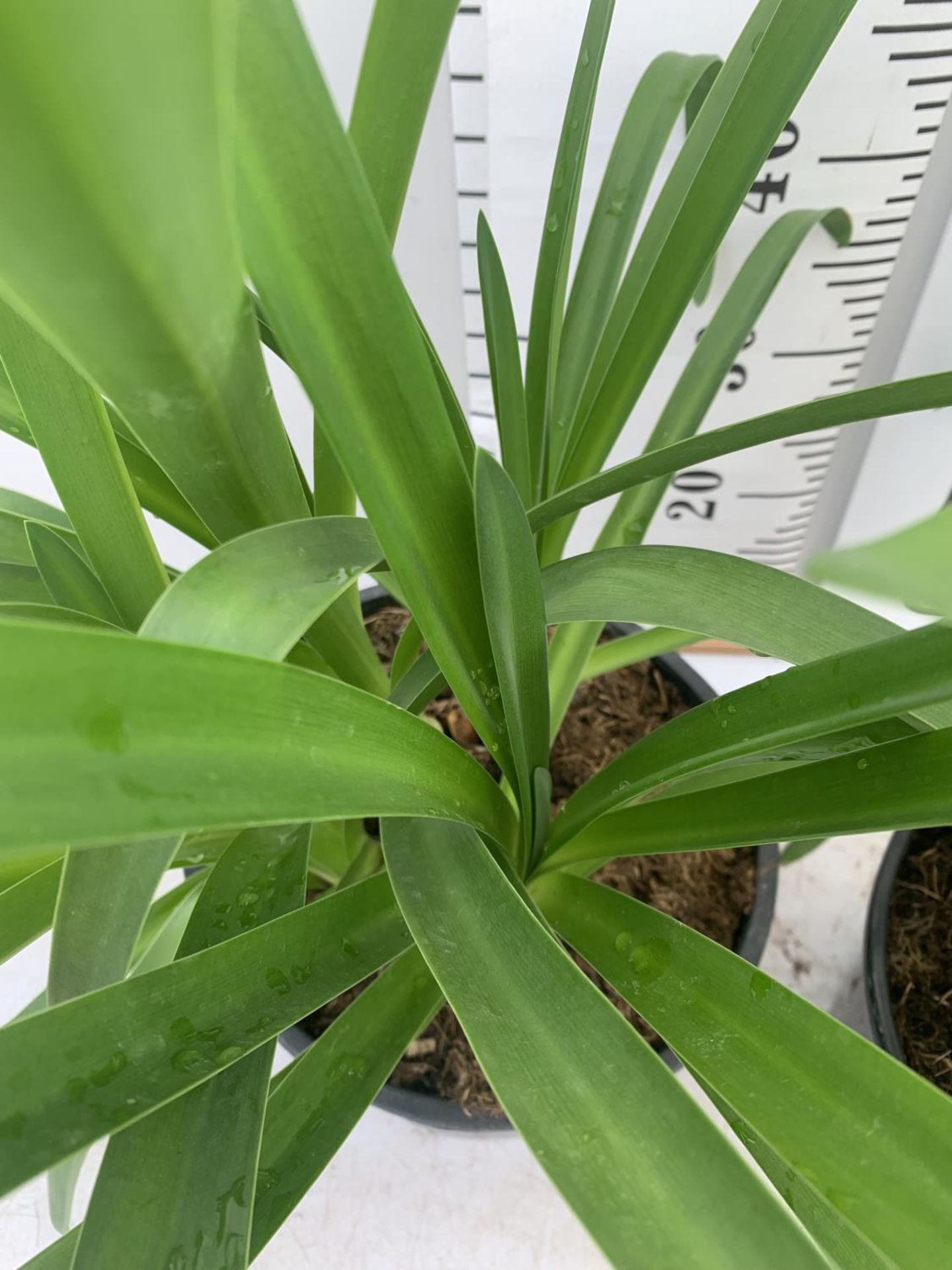 TWO LARGE AGAPANTHUS AFRICANUS IN 7 LTR POTS APPROX 70CM IN HEIGHT PLUS VAT TO BE SOLD FOR THE TWO - Image 3 of 4