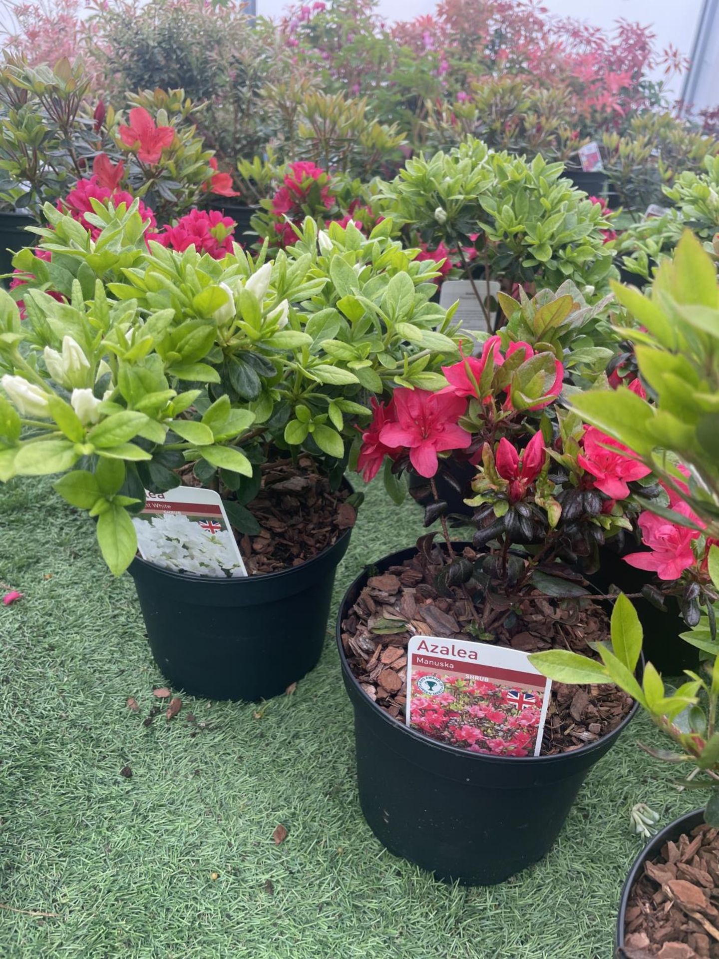 SIX MIXED AZALEA VUYK'S SCARLET, PLEASANT WHITE, MANUSKA, GEISHA RED, ORANGE BEAUTY AND FROSTED - Image 3 of 4