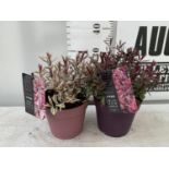 TWO HEBES WILD ROMANCE AND HEARTBREAKER IN 2 LTR POTS HEIGHT APPROX 30CM PLUS VAT TO BE SOLD FOR THE