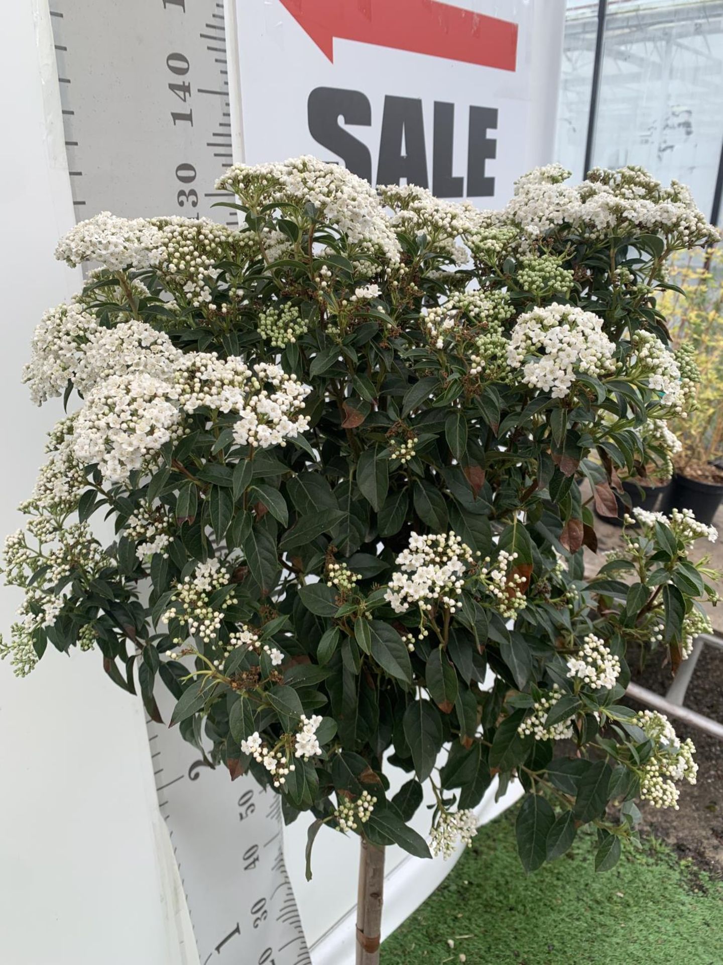 ONE VIBURNUM TINUS STANDARD TREE 'EVE PRICE' APPROX 130CM IN HEIGHT IN A 10 LTR POT PLUS VAT - Image 4 of 6