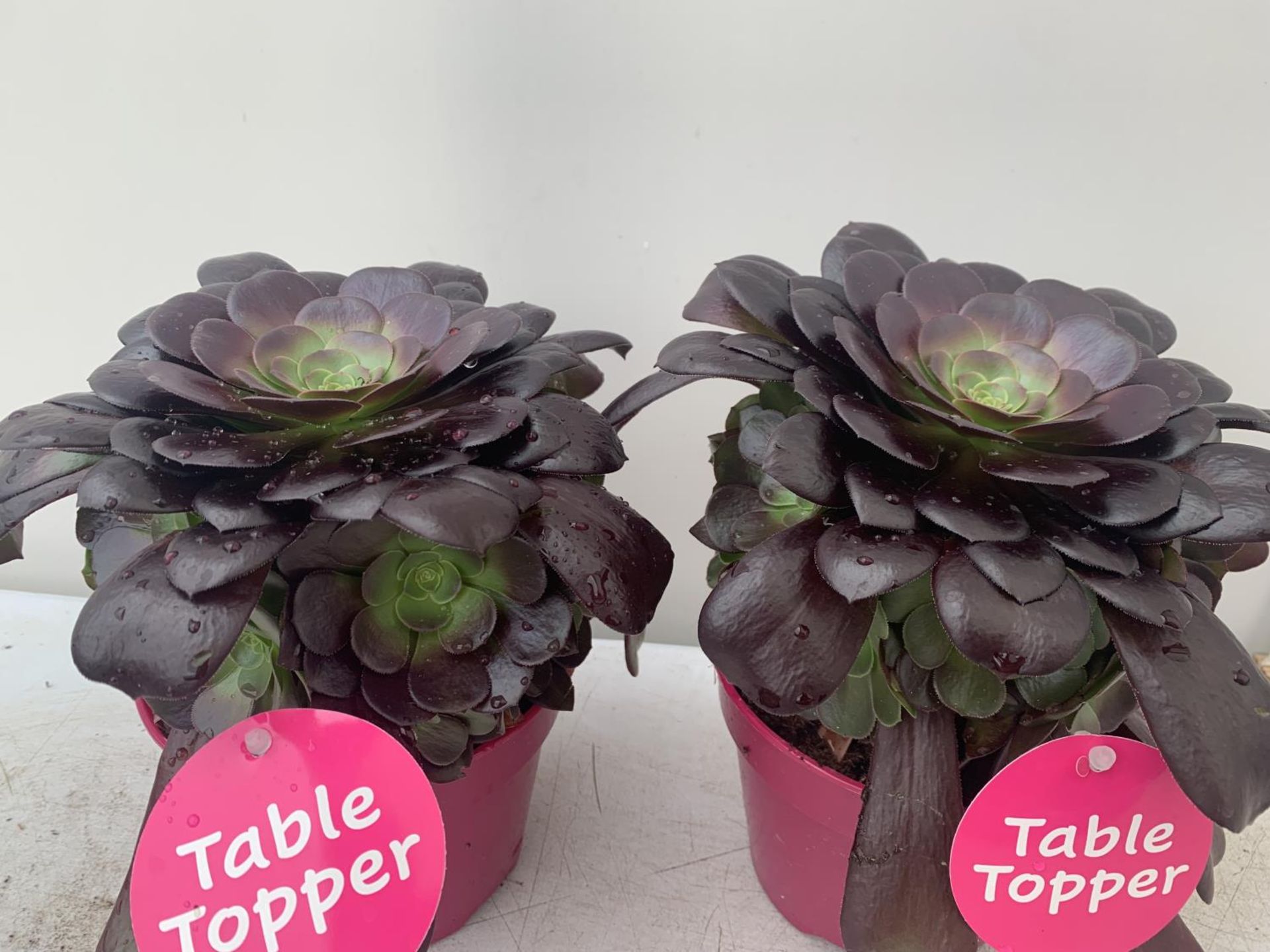TWO AEONIUM ARBOREUM VELOURS IN 1 LTR POTS 25CM IN HEIGHT PLUS VAT TO BE SOLD FOR THE TWO - Image 3 of 4