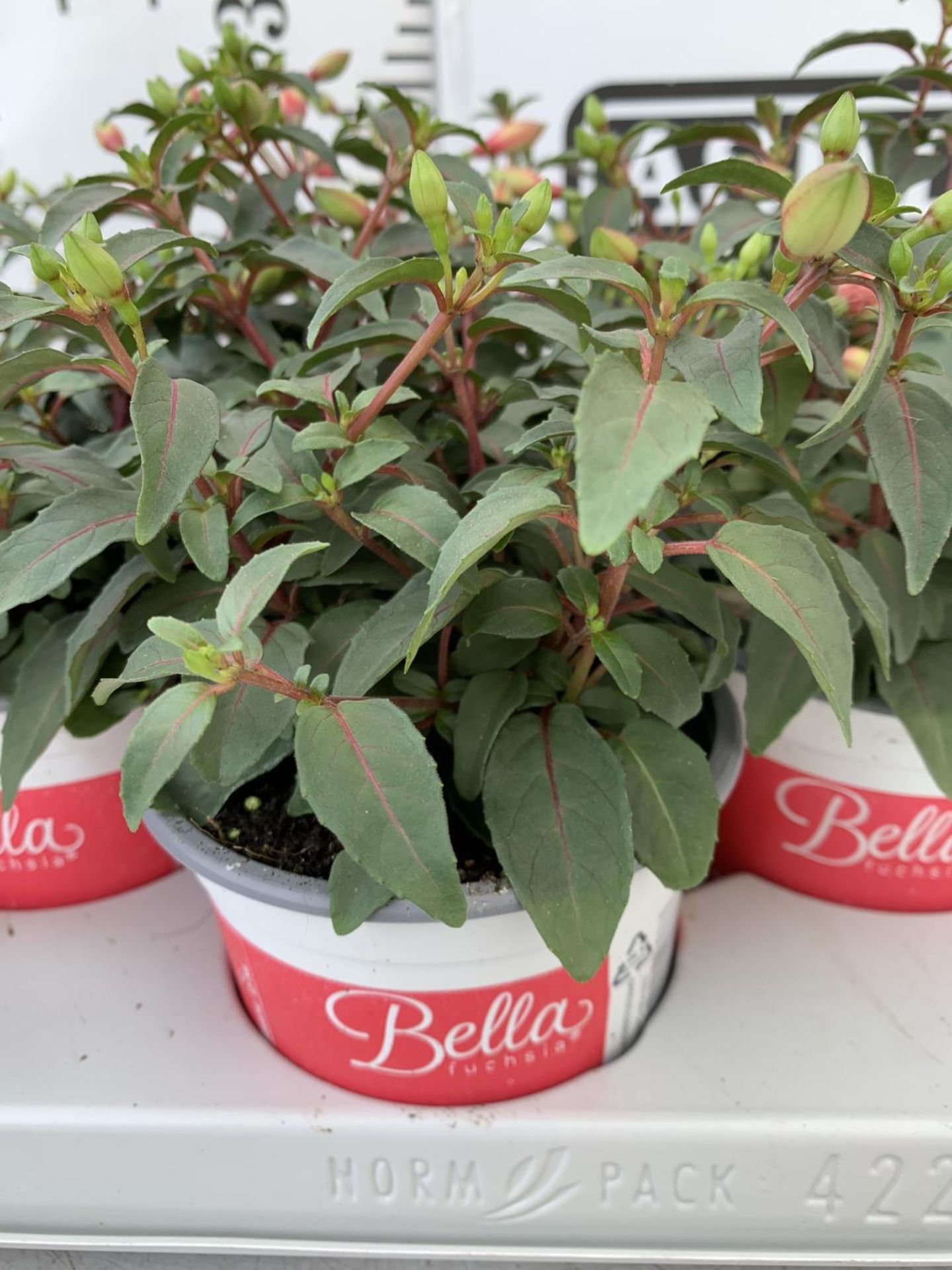 TWELVE FUCHSIA BELLA TRAILING PLANTS ON A TRAY IN P10 POTS PLUS VAT TO BE SOLD FOR THE TWELVE - Image 4 of 4