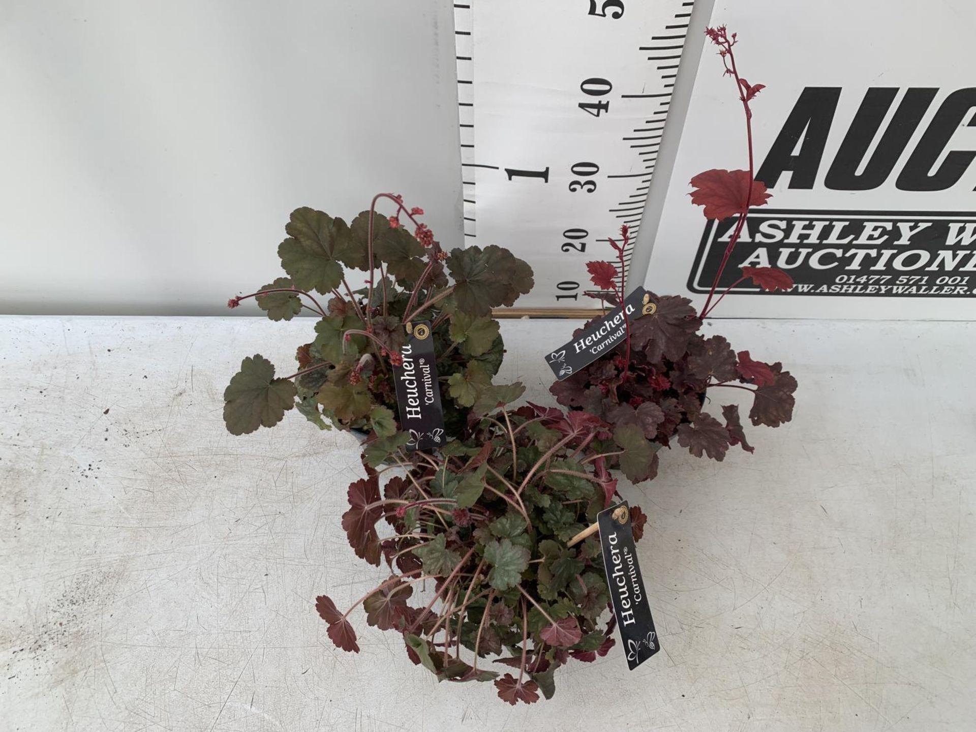 THREE HEUCHERA 'CARNIVAL' IN 2 LTR POTS PLUS VAT TO BE SOLD FOR THE THREE - Image 2 of 5