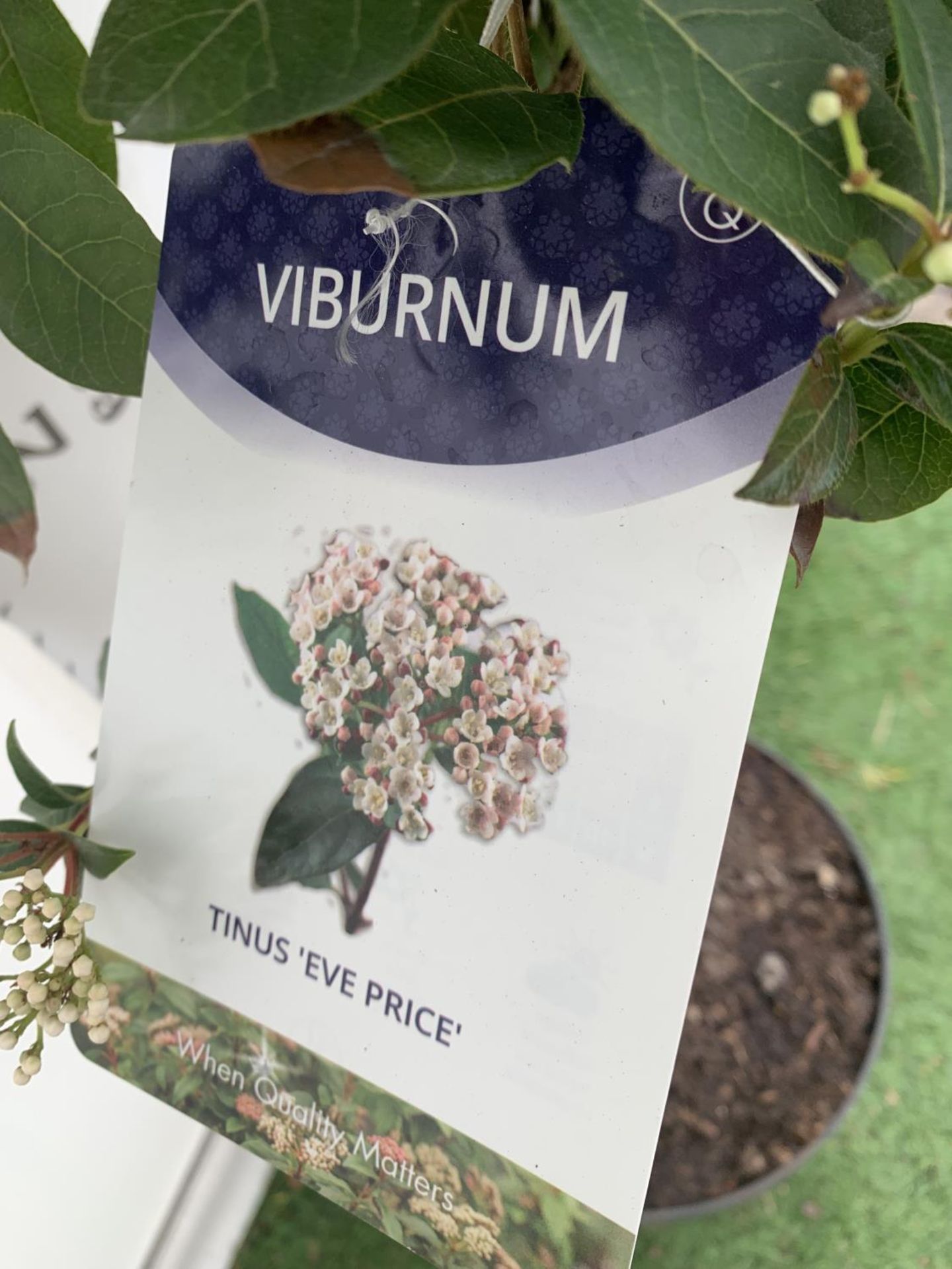 ONE VIBURNUM TINUS STANDARD TREE 'EVE PRICE' APPROX 140CM IN HEIGHT IN A 10 LTR POT PLUS VAT - Image 5 of 7