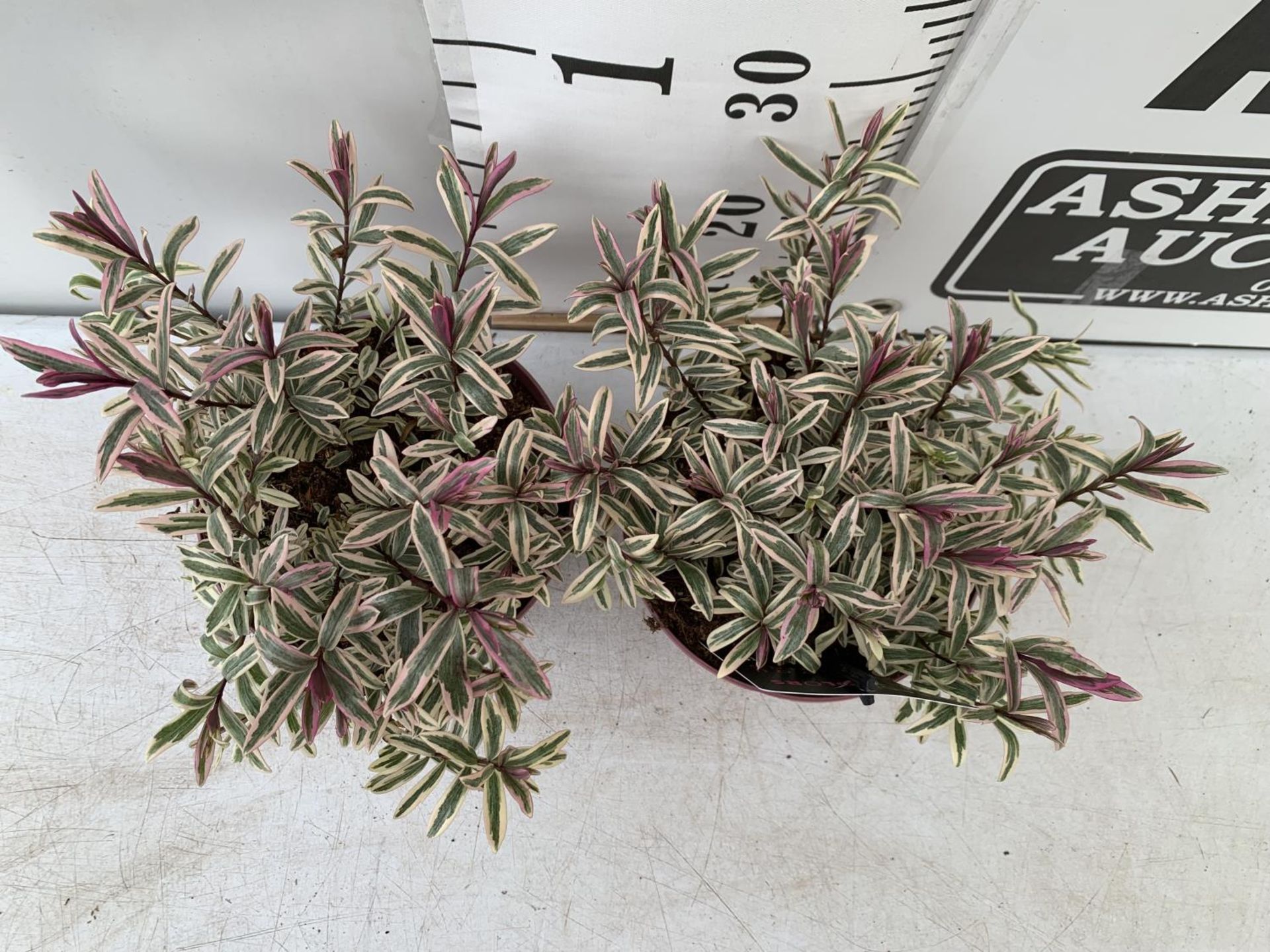 TWO HEBES MAGICOLOURS 'HEARTBREAKER' APPROX 30CM IN HEIGHT IN 2 LTR POTS PLUS VAT TO BE SOLD FOR THE - Image 2 of 5