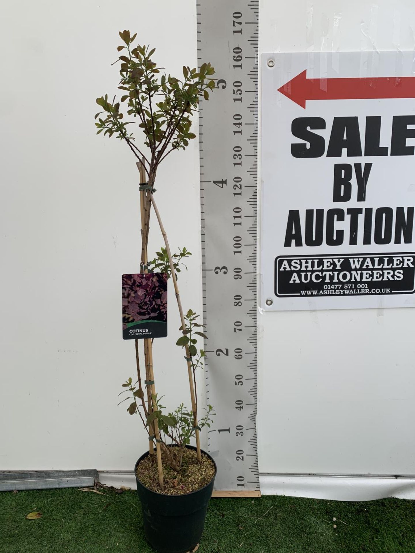 A COTINUS 'ROYAL PURPLE' SMOKE BUSH TREE OVER 160CM IN HEIGHT IN FLOWER IN A 10 LTR POT PLUS VAT