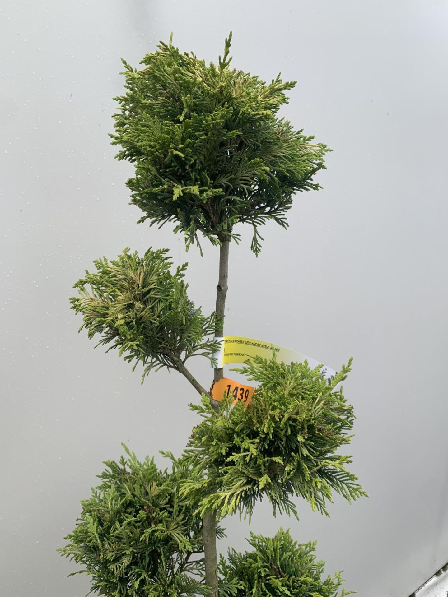 TWO POM POM TREES CUPRESSOCYPARIS LEYLANDII 'GOLD RIDER' APPROX 150CM IN HEIGHT IN 15 LTR POTS - Image 6 of 6