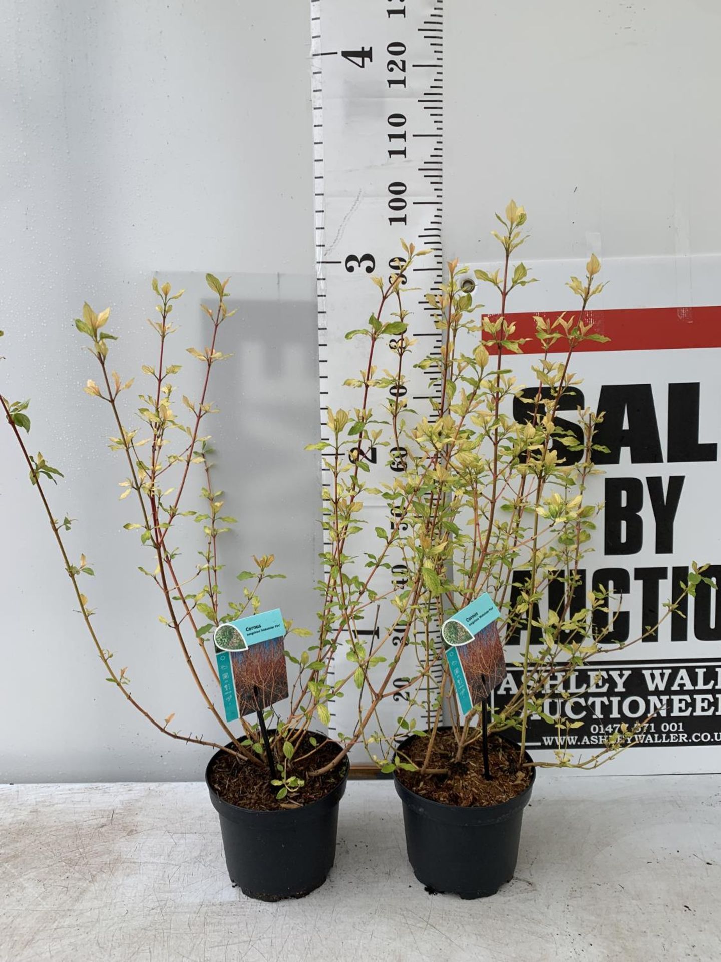 TWO CORNUS SANGUINEA 'MIDWINTER FIRE' IN 4 LTR POTS APPROX 90CM IN HEIGHT PLUS VAT TO BE SOLD FOR