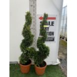 TWO SPIRAL CUPRESSOCYPARIS SPIRAL LEYANDII 'GOLD RIDER' APPROX 170CM IN HEIGHT IN 15 LTR POTS PLUS