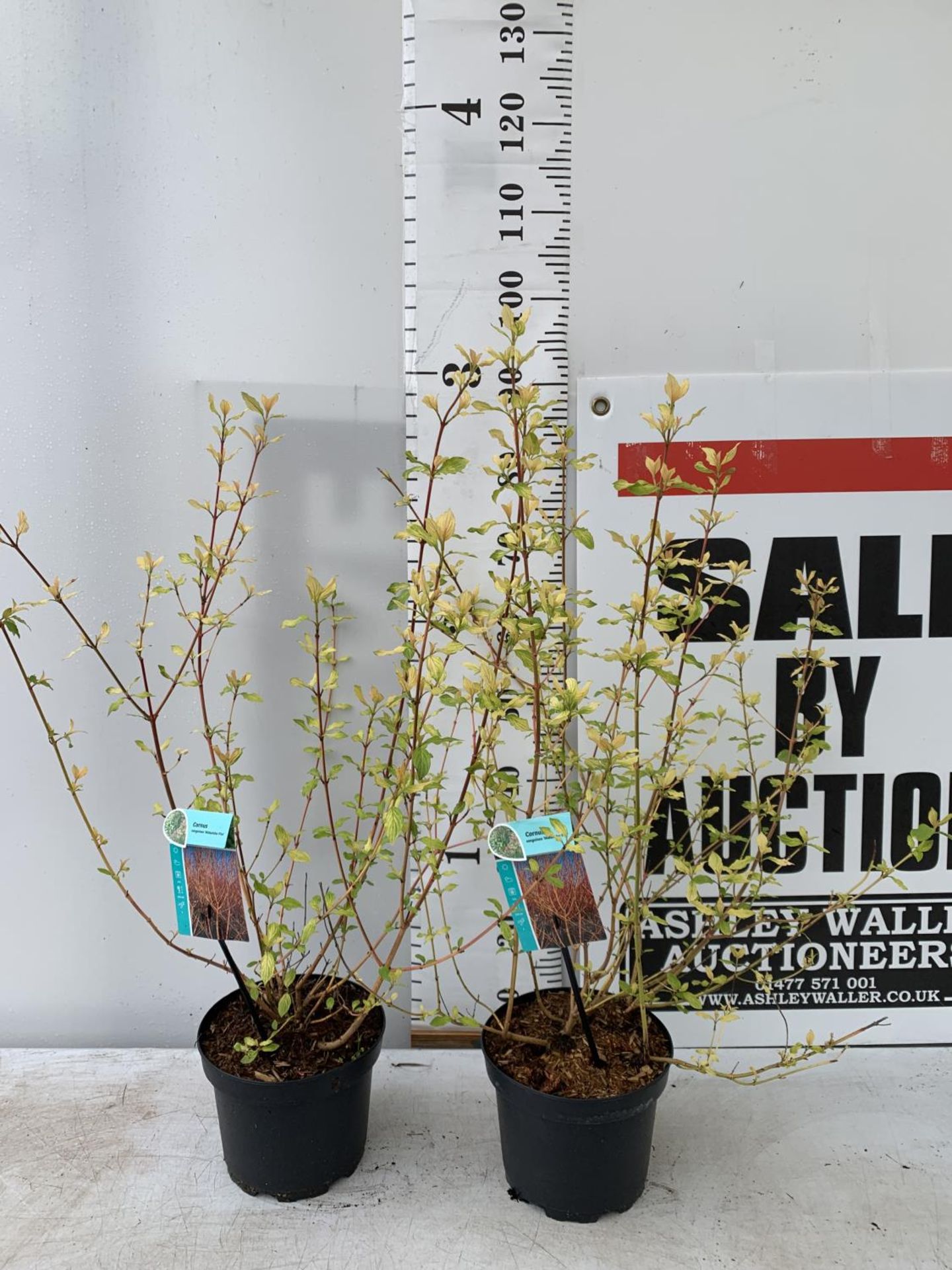 TWO CORNUS SANGUINEA 'MIDWINTER FIRE' IN 4 LTR POTS APPROX 90CM IN HEIGHT PLUS VAT TO BE SOLD FOR - Image 2 of 6