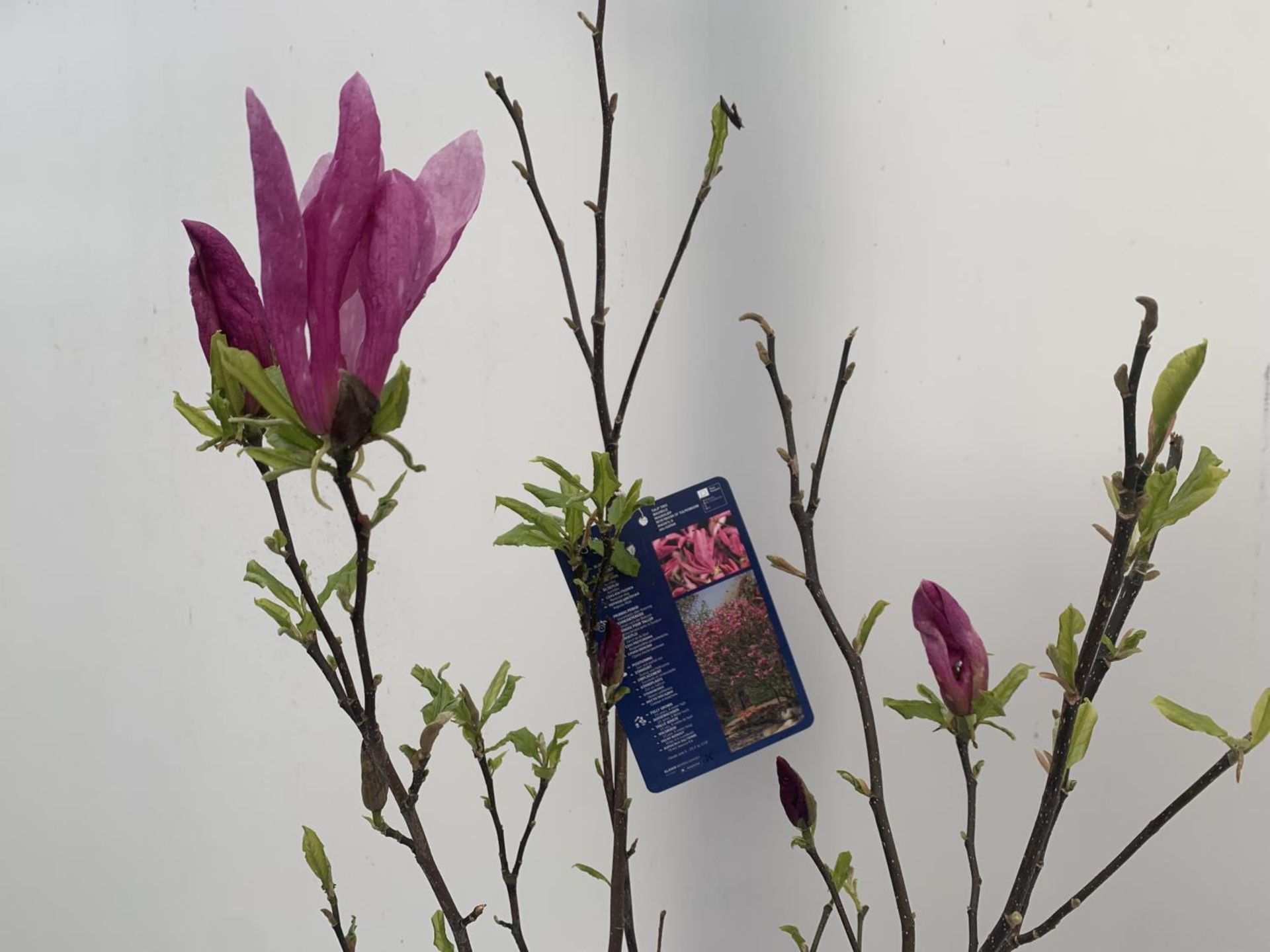 ONE MAGNOLIA 'SUSAN' DARK PINK IN A 7 LTR POT APPROX 120CM IN HEIGHT PLUS VAT - Image 4 of 5