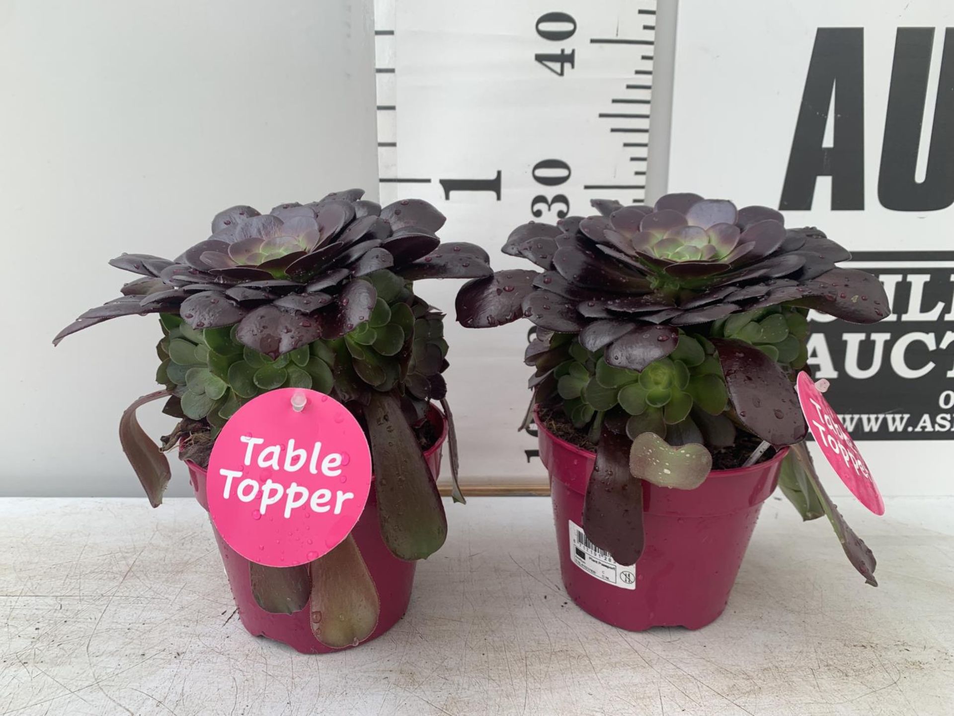 TWO AEONIUM ARBOREUM VELOURS IN 1 LTR POTS APPROX 30CM IN HEIGHT PLUS VAT TO BE SOLD FOR THE TWO