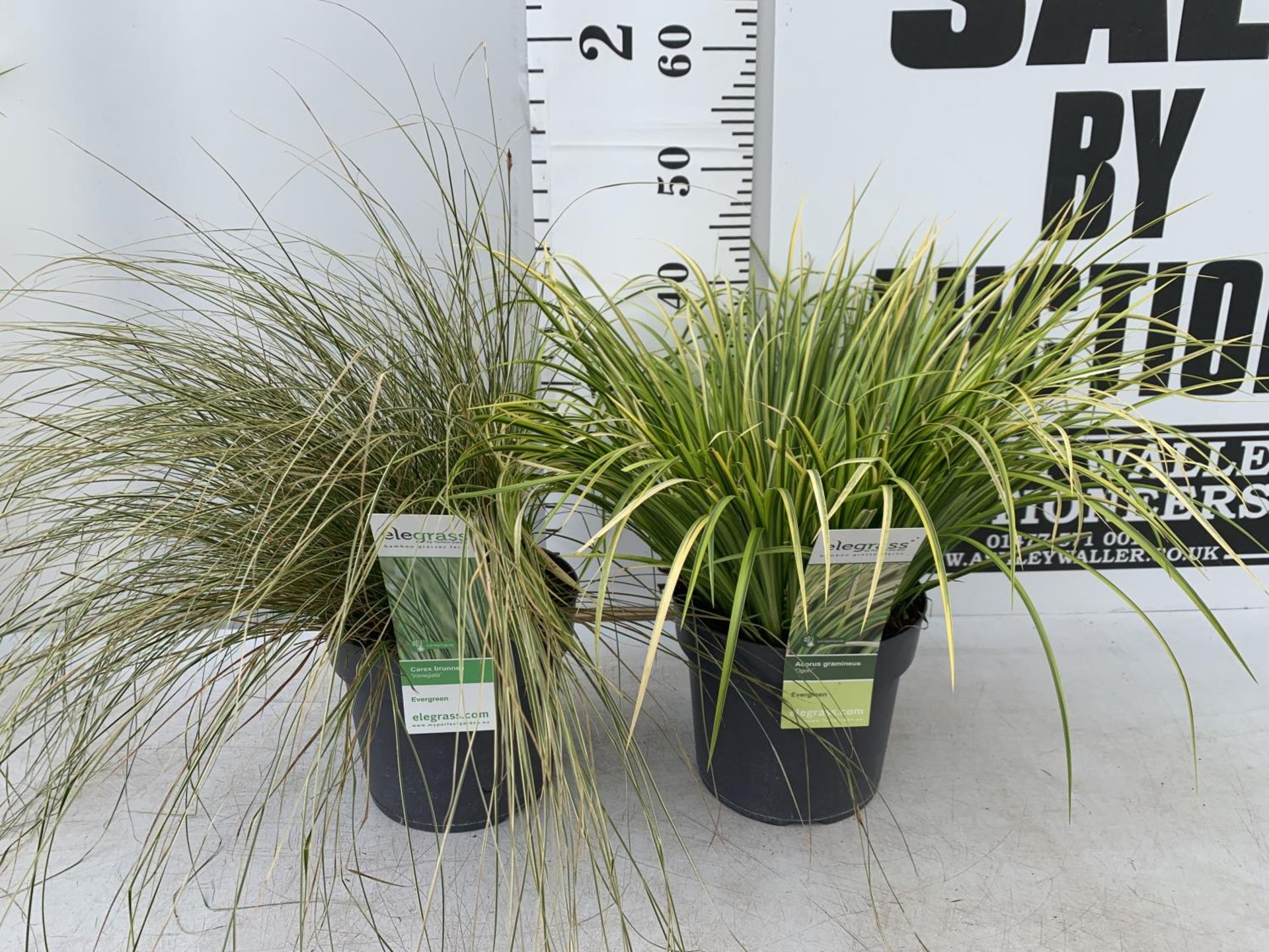 TWO HARDY ORNAMENTAL GRASSES CORUS GARAMINEUS 'OGON' AND CAREX BRUNNEA 'VARIEGATA' IN 3 LTR POTS