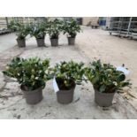 THREE RHODODENDRON NANCY EVANS YELLOW IN 3 LTR POTS TO BE SOLD FOR THE THREE PLUS VAT