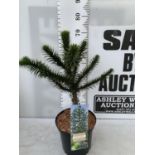 ONE MONKEY PUZZLE TREE ARAUCARIA ARAUCANA APPROX 70CM IN HEIGHT IN A 5 LTR POT PLUS VAT