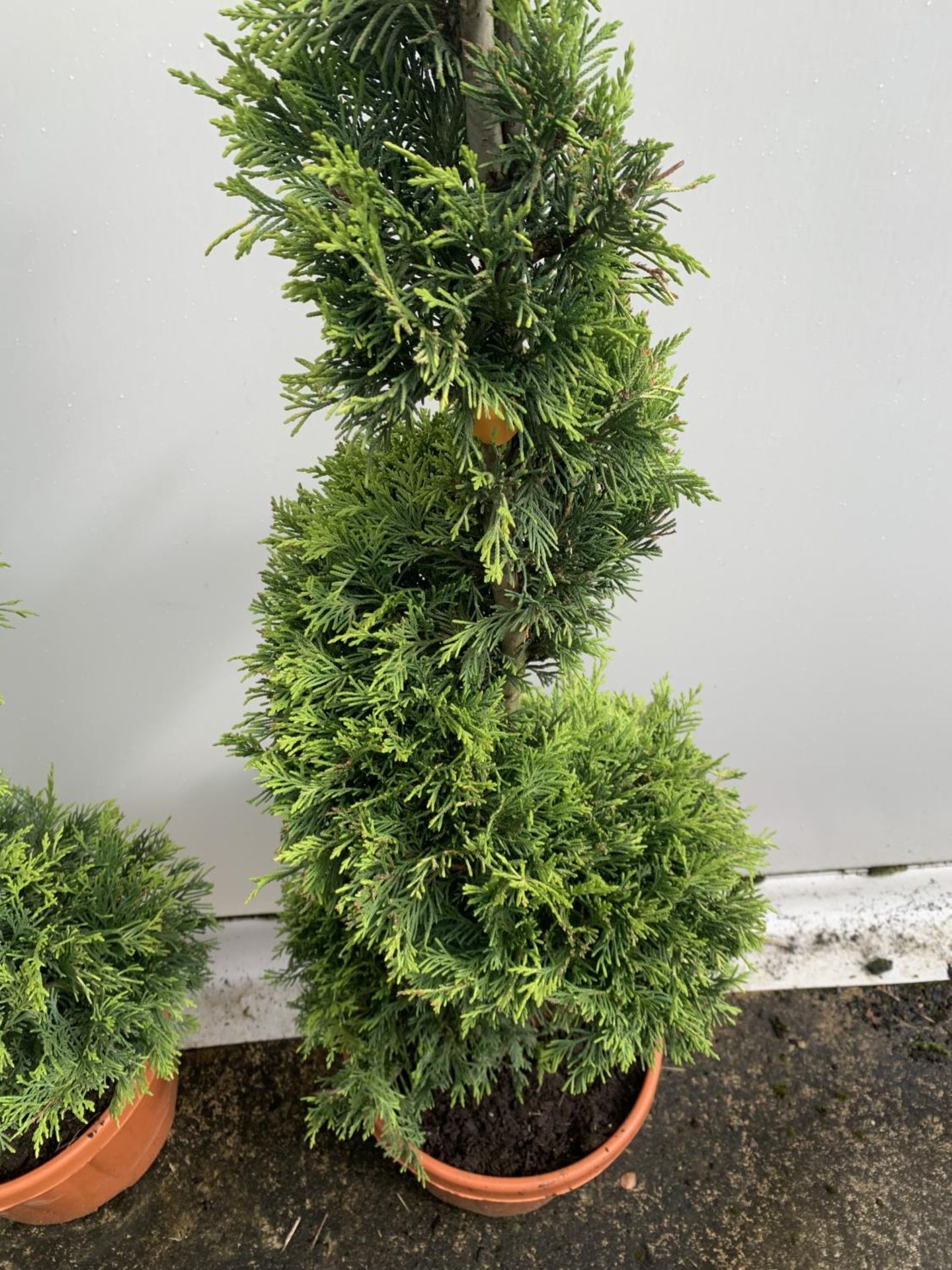 TWO SPIRAL CUPRESSOCYPARIS SPIRAL LEYANDII 'GOLD RIDER' APPROX 170CM IN HEIGHT IN 15 LTR POTS PLUS - Image 6 of 6