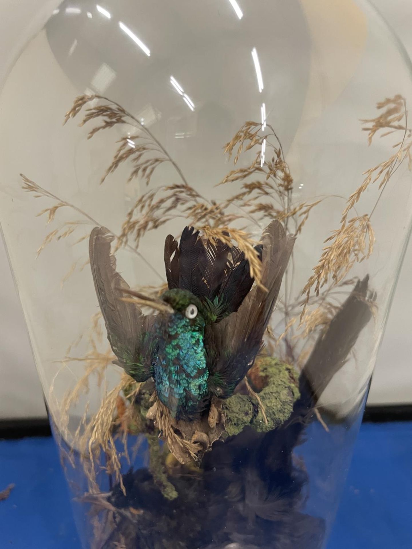 A TAXIDERMY OF TWO BIRDS ON A LOG WITH FOLIAGE IN A GLASS DOME - Image 3 of 8