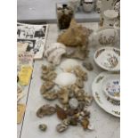 A COLLECTION OF SHELLS AND PEBBLES TO INCLUDE WHITE SCALLOPS, LARGE CONCH, OYSTER SHELLS, ETC.,