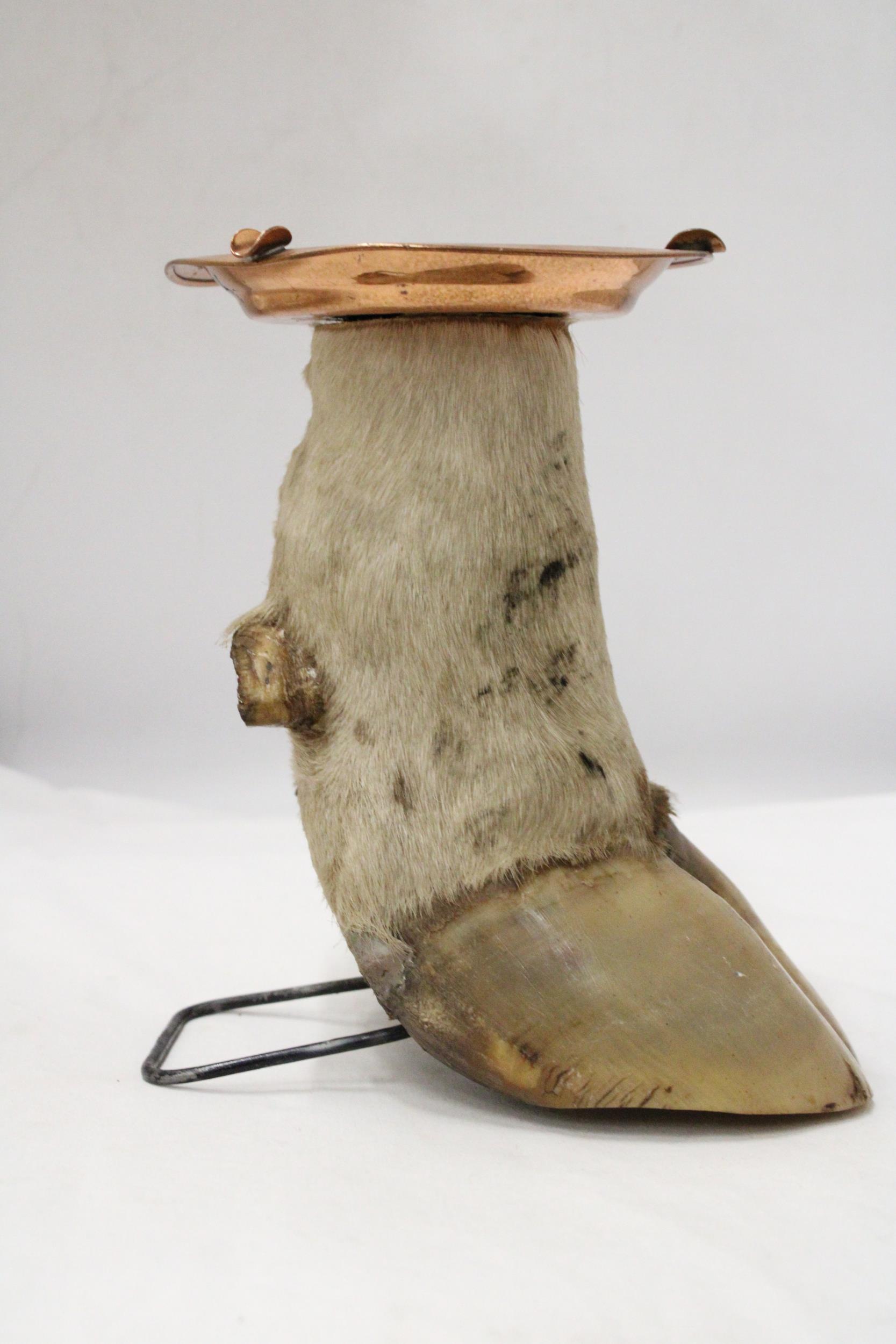 A COWS HOOF WITH COPPER ASHTRAY - Image 3 of 6