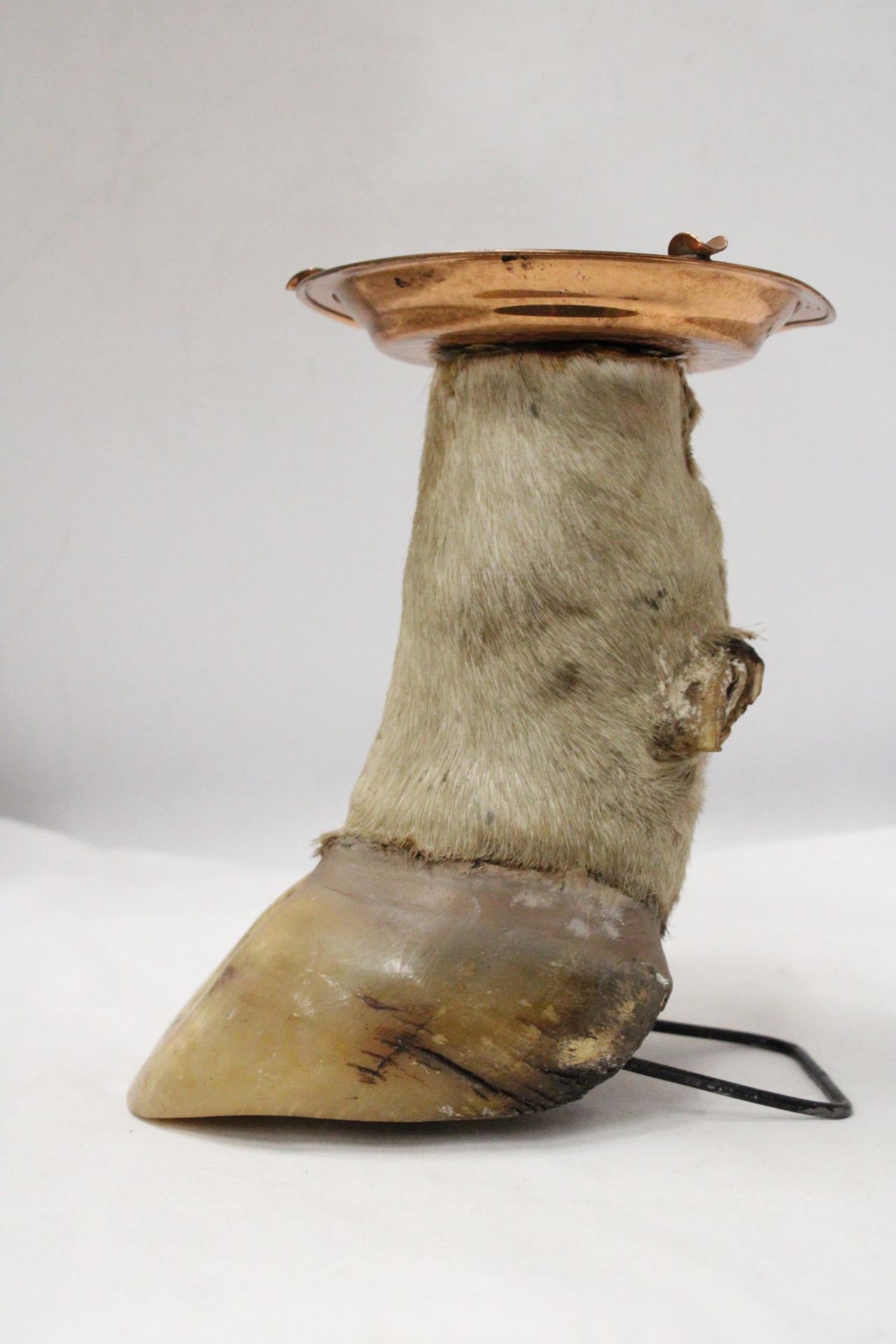 A COWS HOOF WITH COPPER ASHTRAY - Image 5 of 6