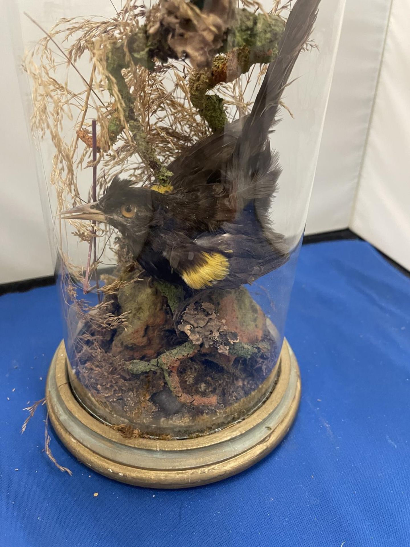 A TAXIDERMY OF TWO BIRDS ON A LOG WITH FOLIAGE IN A GLASS DOME - Image 5 of 8