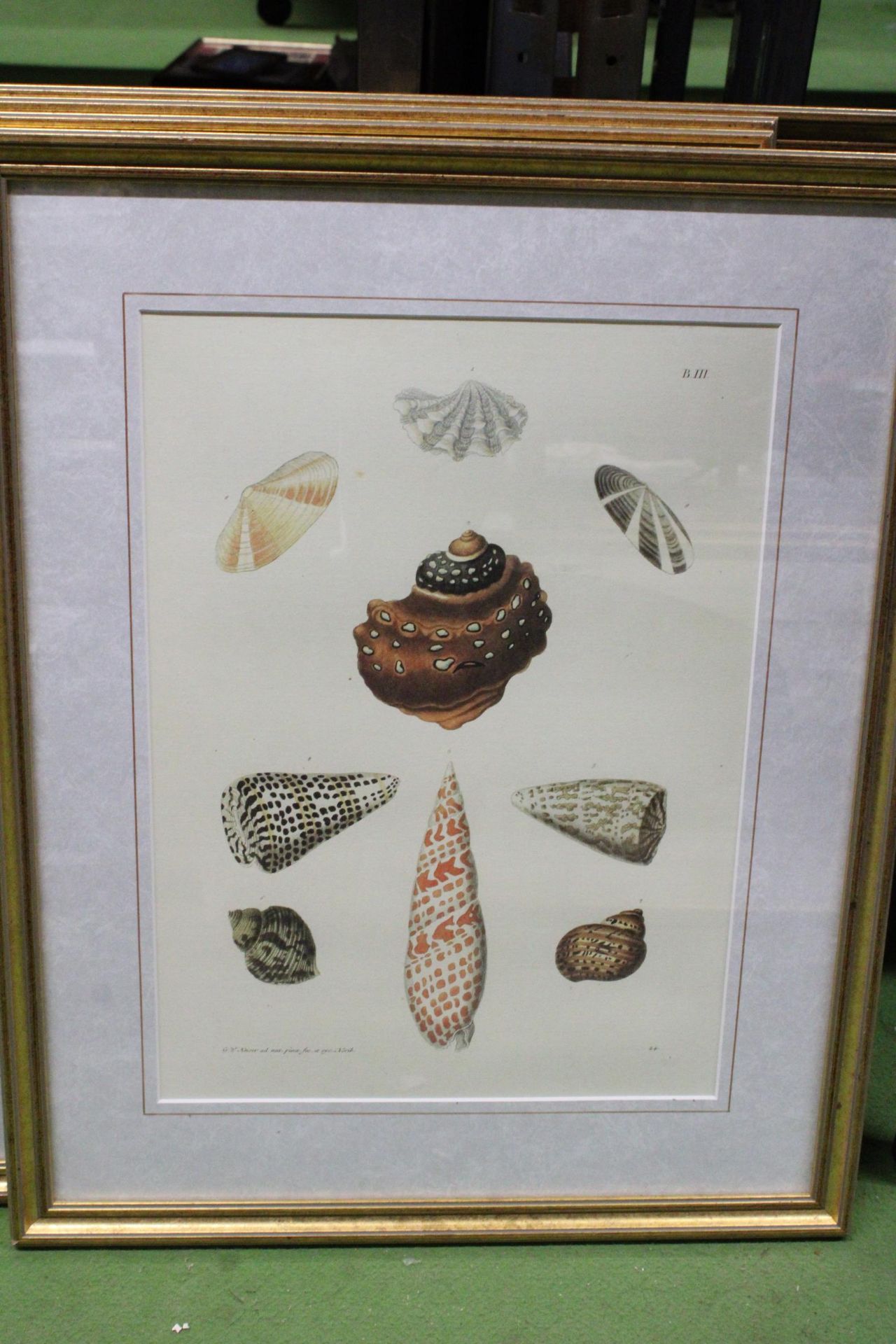 FOUR FRAMED PRINTS OF SHELLS - Image 2 of 5