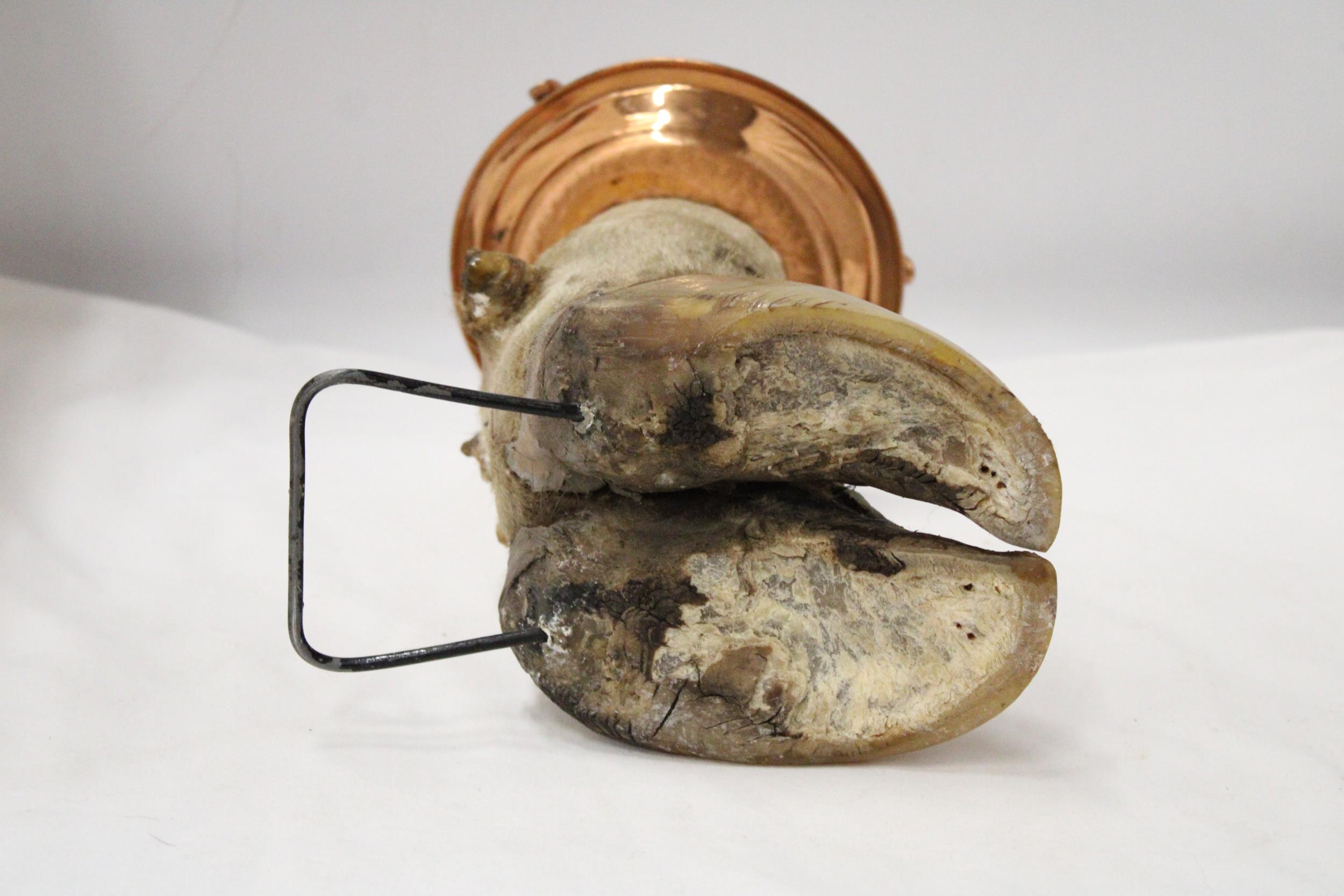 A COWS HOOF WITH COPPER ASHTRAY - Image 6 of 6