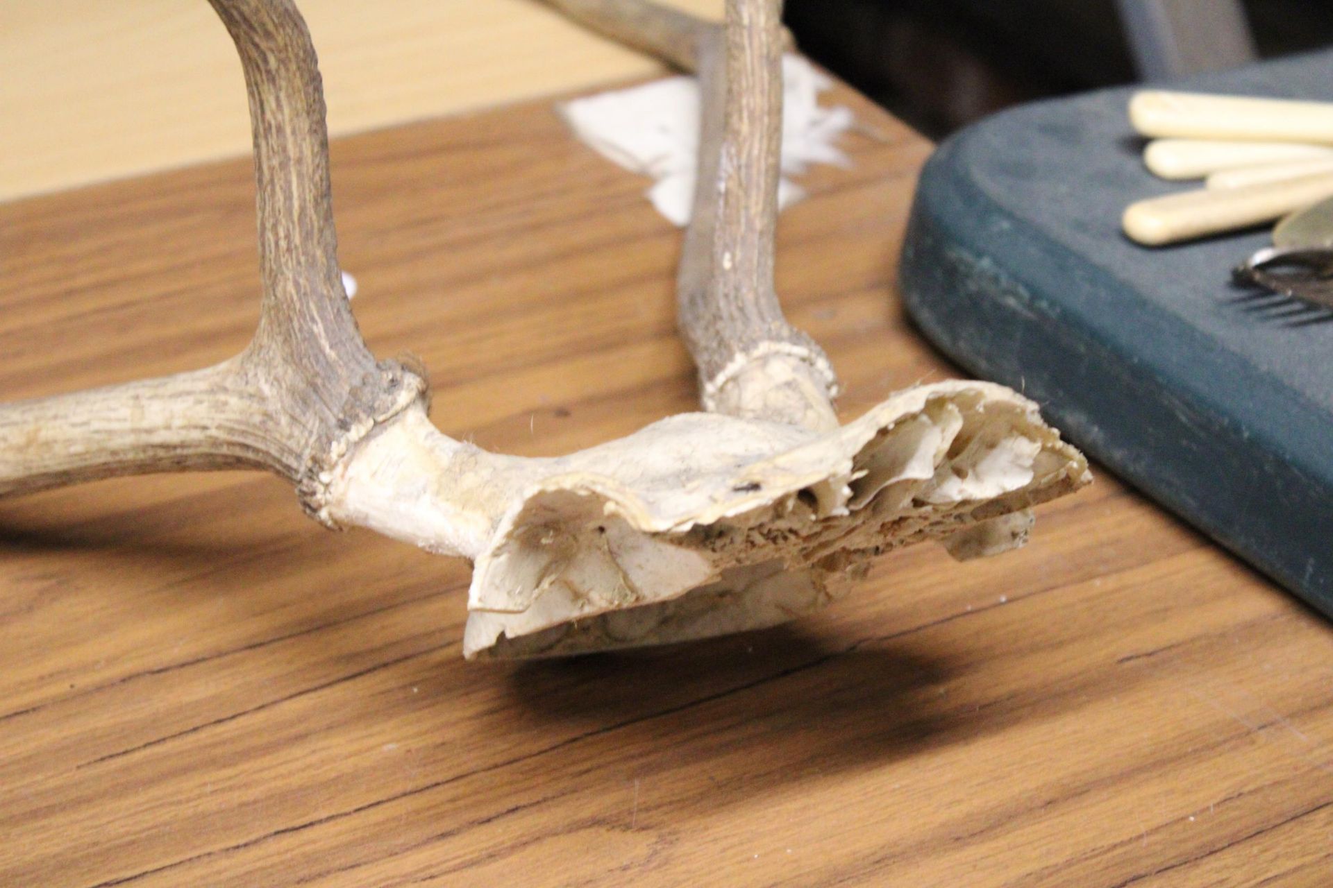 A PAIR OF MOUNTED DEER ANTLERS - Image 2 of 4