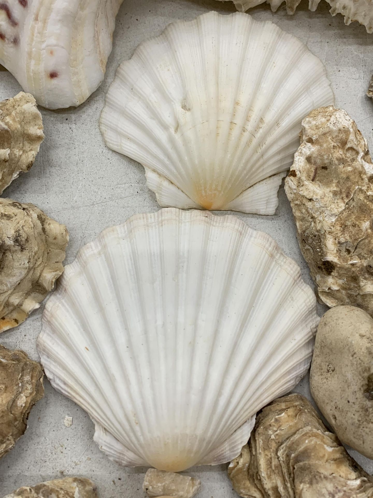 A COLLECTION OF SHELLS AND PEBBLES TO INCLUDE WHITE SCALLOPS, LARGE CONCH, OYSTER SHELLS, ETC., - Image 5 of 5