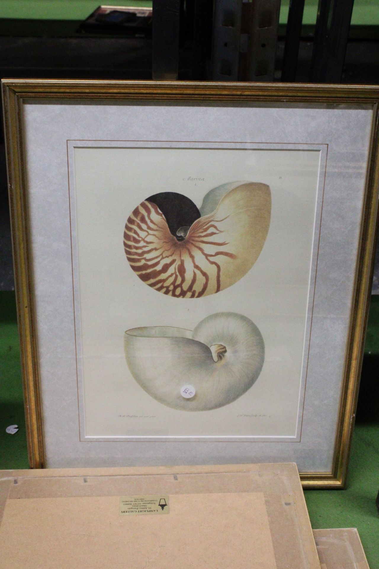 FOUR FRAMED PRINTS OF SHELLS - Image 5 of 5