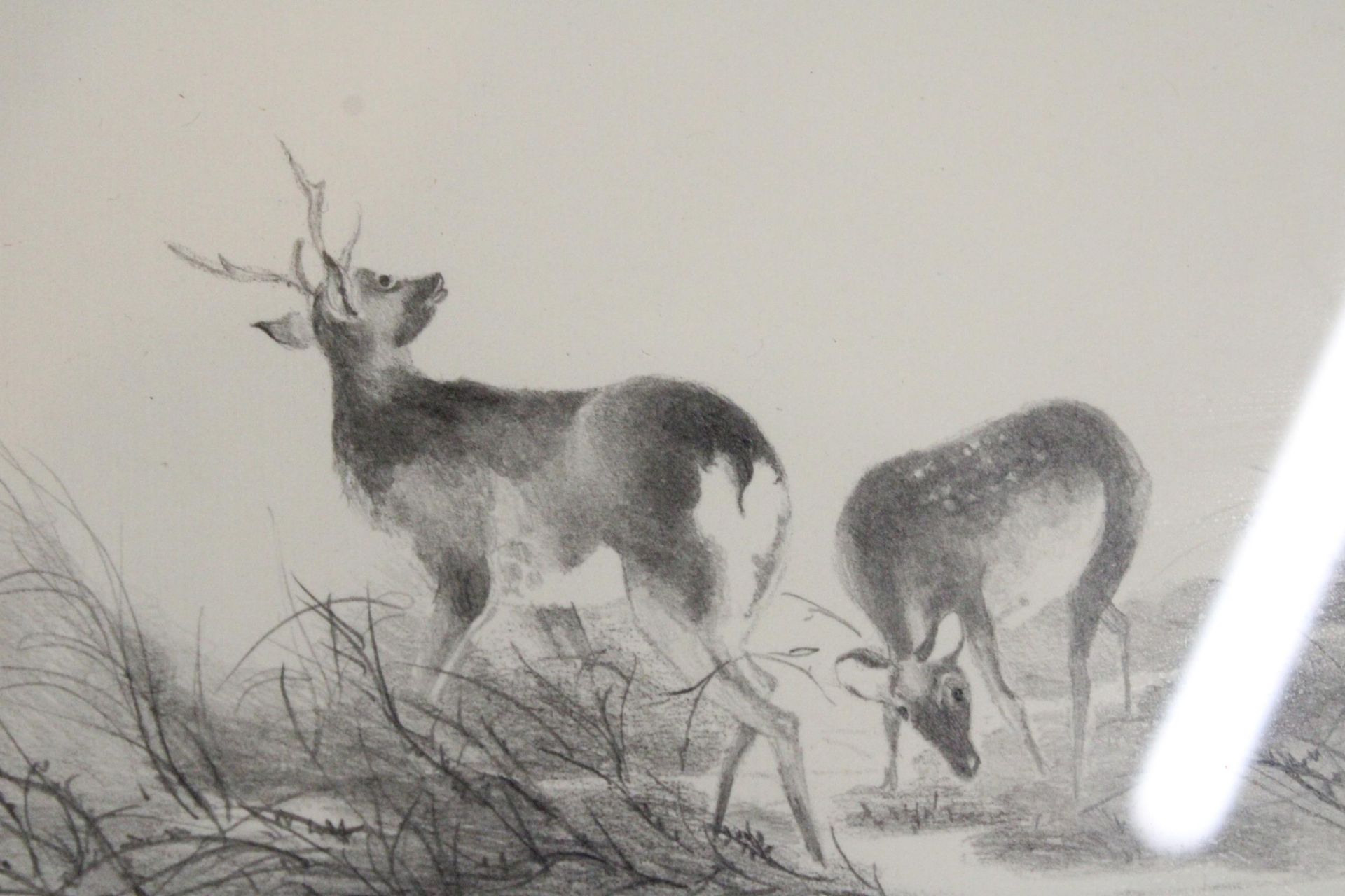 TWO PENCIL DRAWINGS OF DEER, FRAMED, SIGNED B JOY - Image 5 of 6