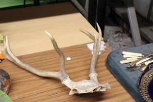 A PAIR OF MOUNTED DEER ANTLERS