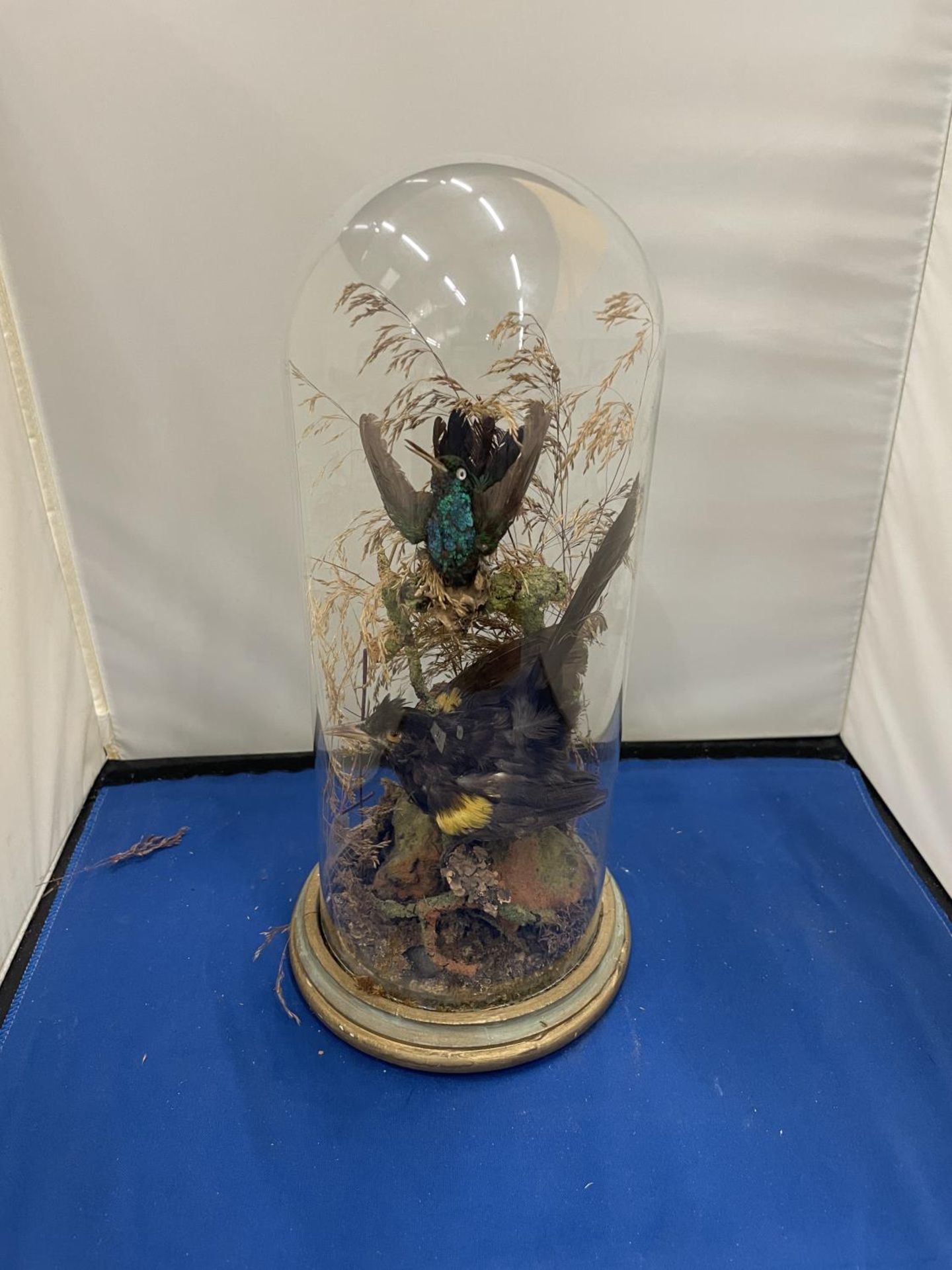 A TAXIDERMY OF TWO BIRDS ON A LOG WITH FOLIAGE IN A GLASS DOME