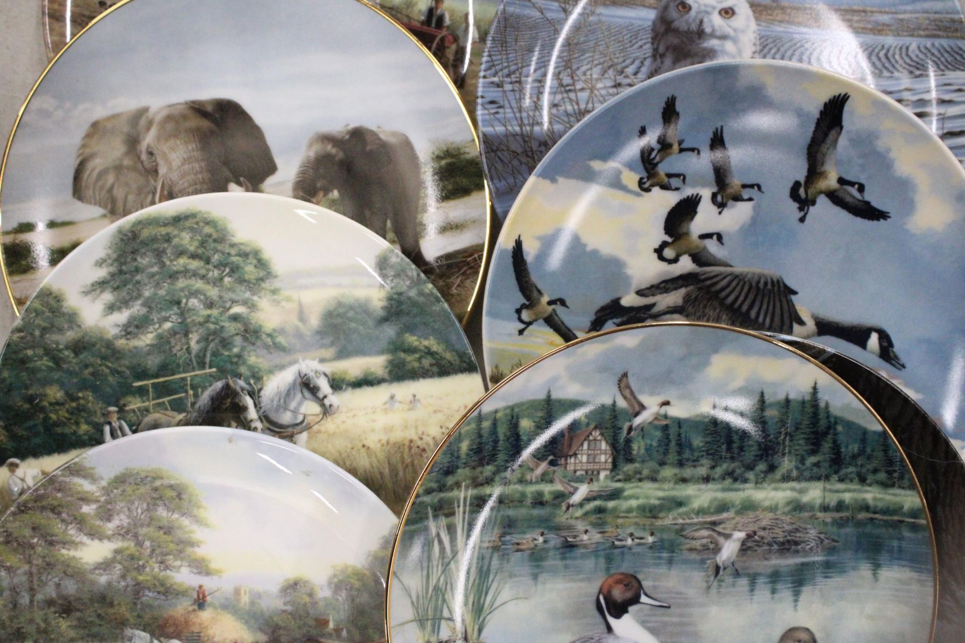 A QUANTITY OF TWELVE CABINET PLATES TO INCLUDE ROYAL DOULTON ETC - Image 5 of 7