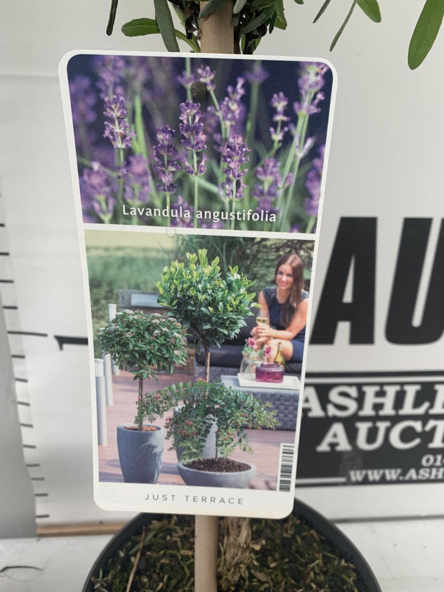 TWO LAVENDER 'AUGUSTFOLIA' STANDARD TREES APPROX A METRE IN HEIGHT IN 3LTR POTS PLUS VAT TO BE - Image 4 of 4