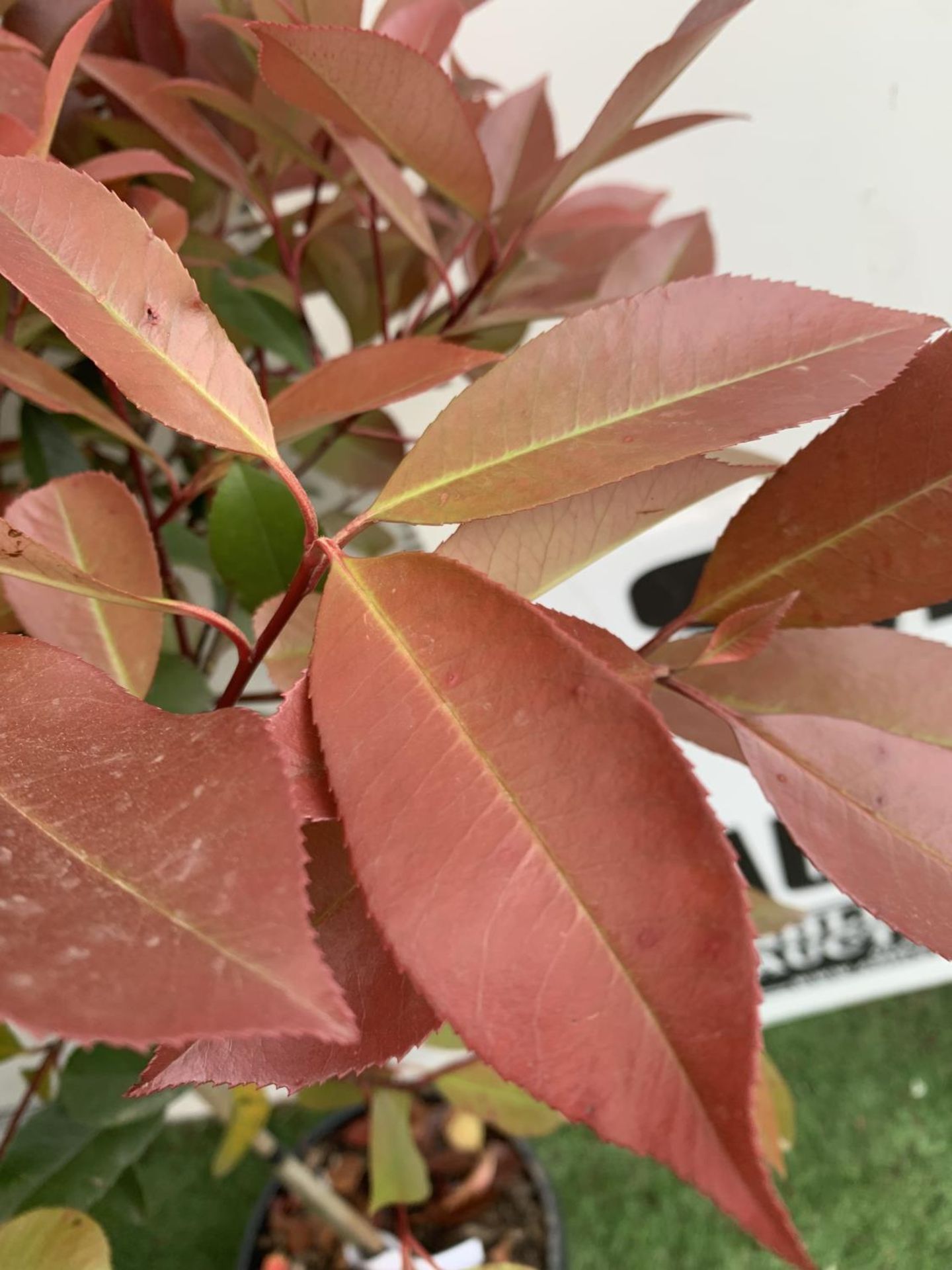 A PAIR OF STANDARD PHOTINIA FRASERI RED ROBIN TREES 120CM TALL IN A 10 LTR POT TO BE SOLD FOR THE - Image 3 of 6