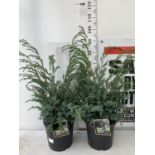 TWO JUNIPERUS CHINENSIS BLUE ALPS IN 7 LTR POTS A METRE IN HEIGHT PLUS VAT TO BE SOLD FOR THE TWO
