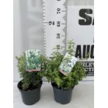 TWO EUONYMOUS FORTUNA 'GOLDEN HARLEQUIN' AND JAPONICA ' MICR ALBOVARIEGATUS' IN 2 LTR POTS APPROX